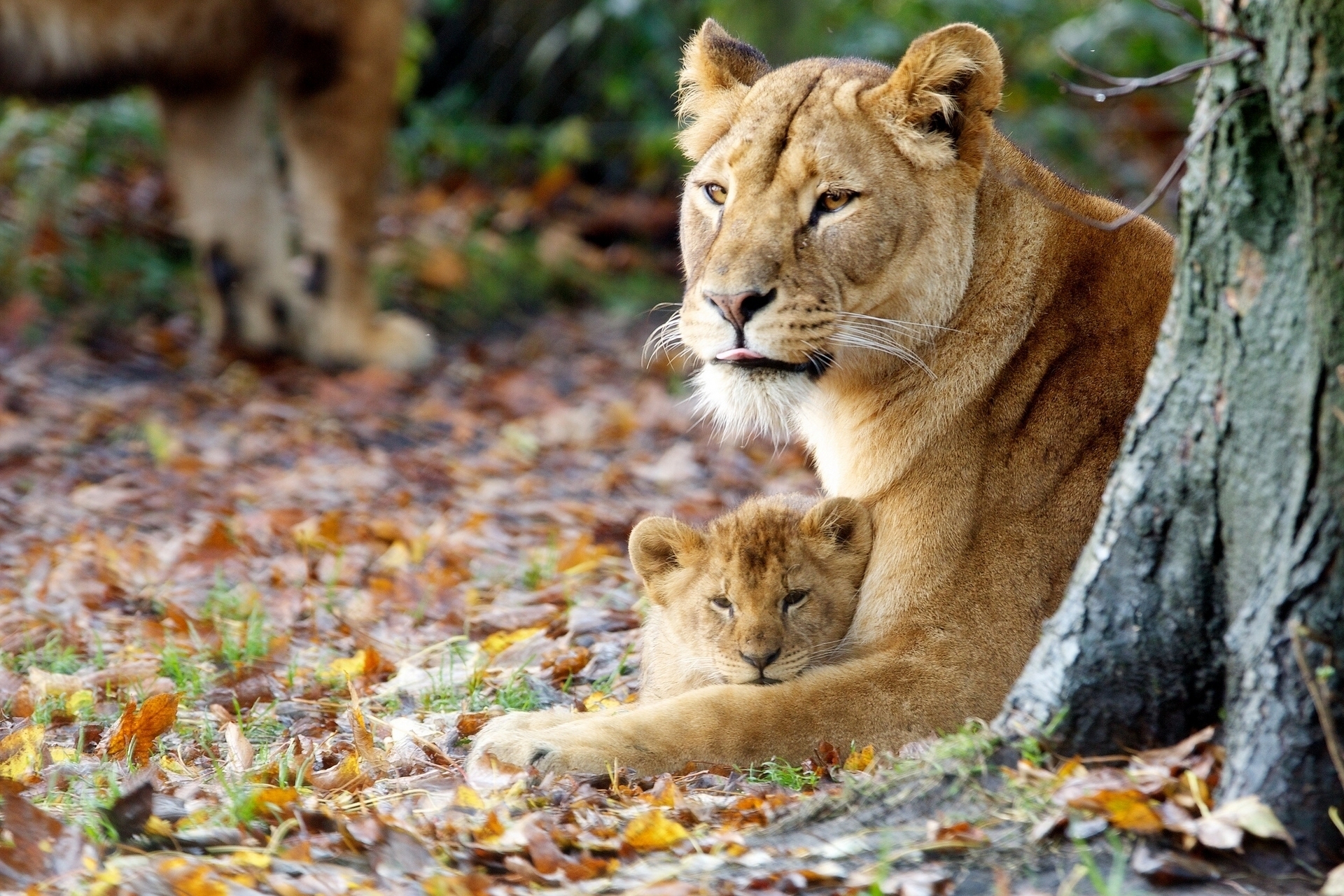 young, lioness, animals, grass, sit, joey HD wallpaper