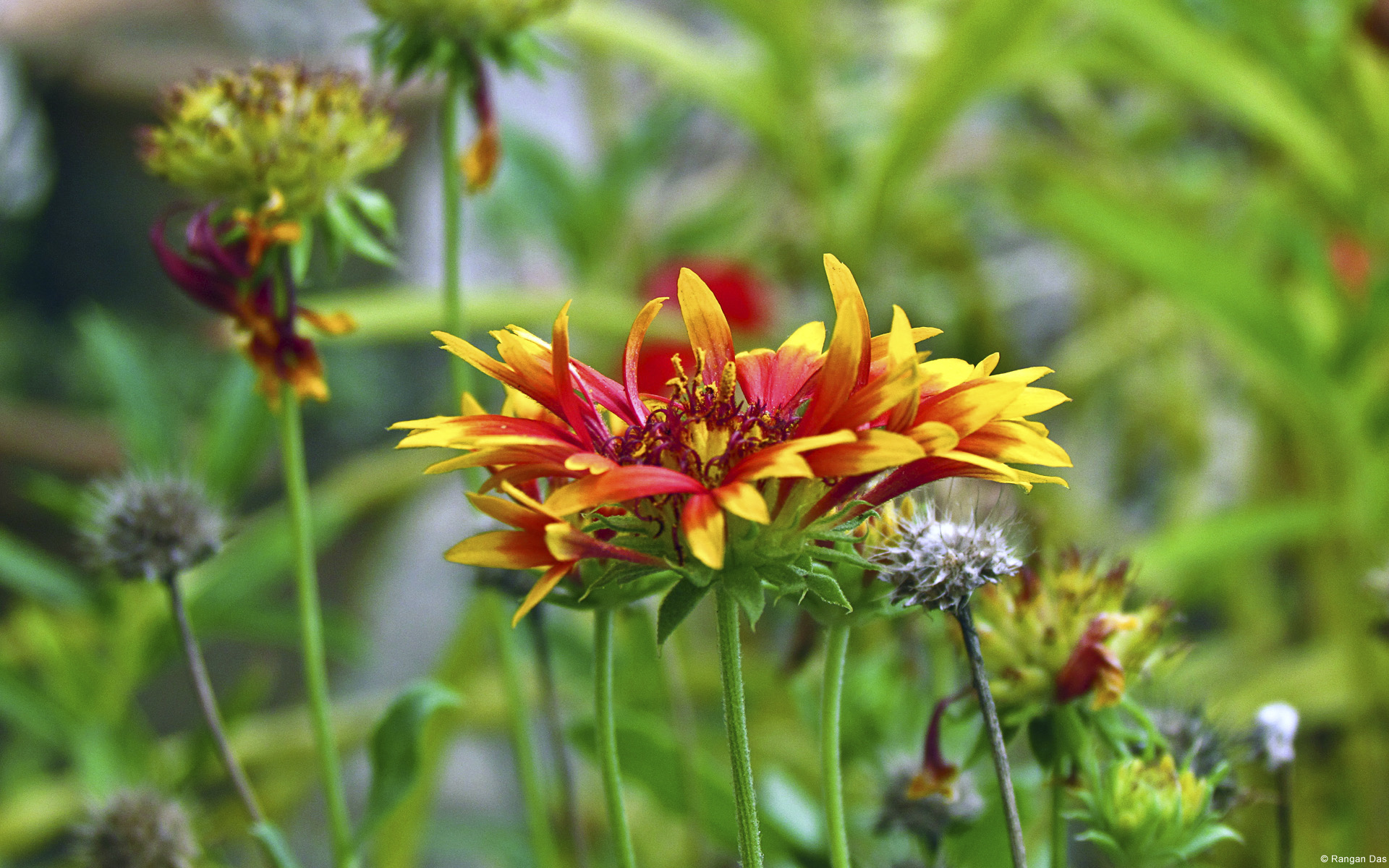 Handy-Wallpaper Blume, Erde/natur kostenlos herunterladen.