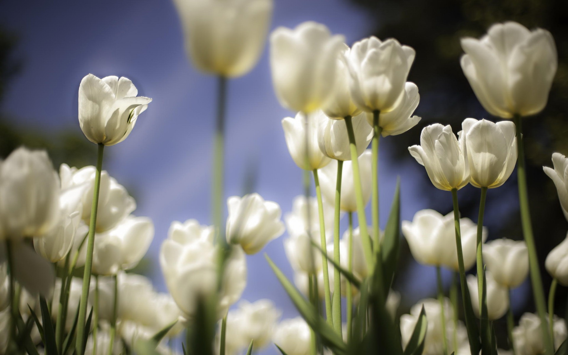 Téléchargez gratuitement l'image Tulipe, Fleurs, Terre/nature sur le bureau de votre PC