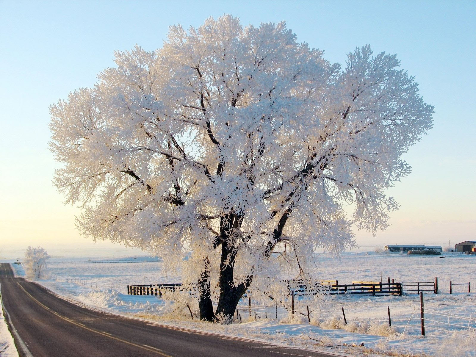 Скачати мобільні шпалери Зима, Природа, Дорога, Дерево, Мороз, Фотографія безкоштовно.