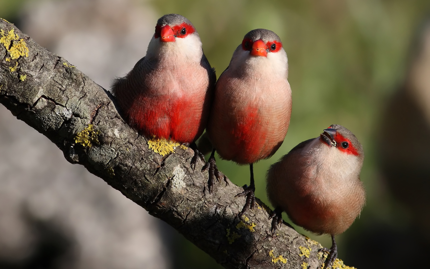 Téléchargez gratuitement l'image Animaux, Oiseau sur le bureau de votre PC