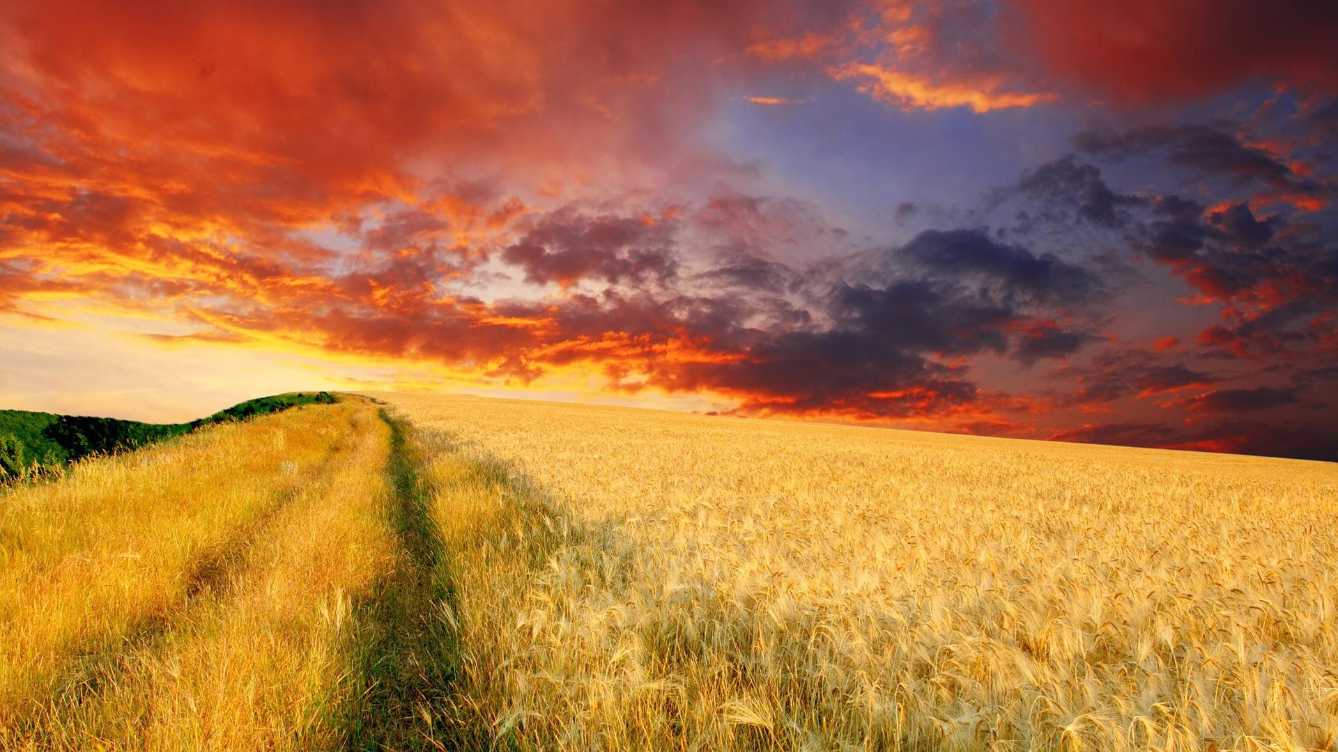 Download mobile wallpaper Nature, Sunset, Sky, Wheat, Earth, Field, Cloud for free.