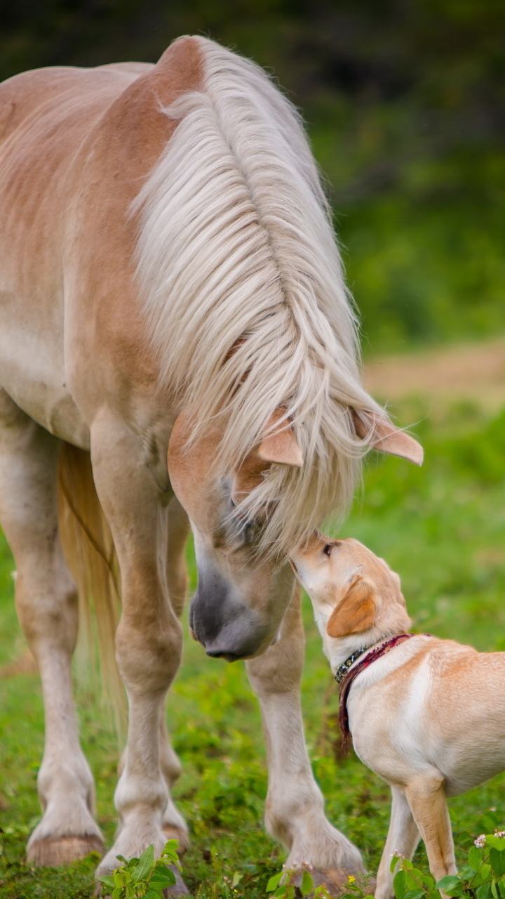 Handy-Wallpaper Tiere, Hund, Pferd, Haustiere, Hauspferd kostenlos herunterladen.