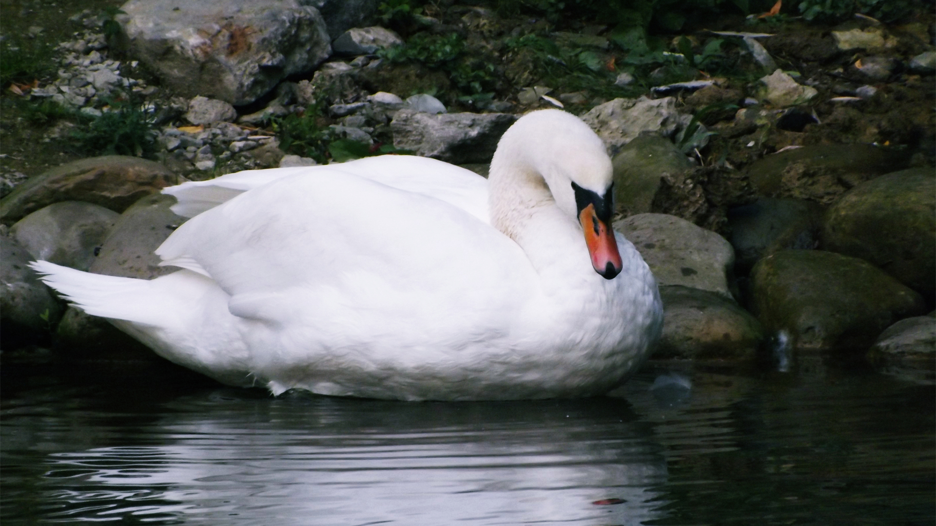 Handy-Wallpaper Höckerschwan, Vögel, Tiere kostenlos herunterladen.