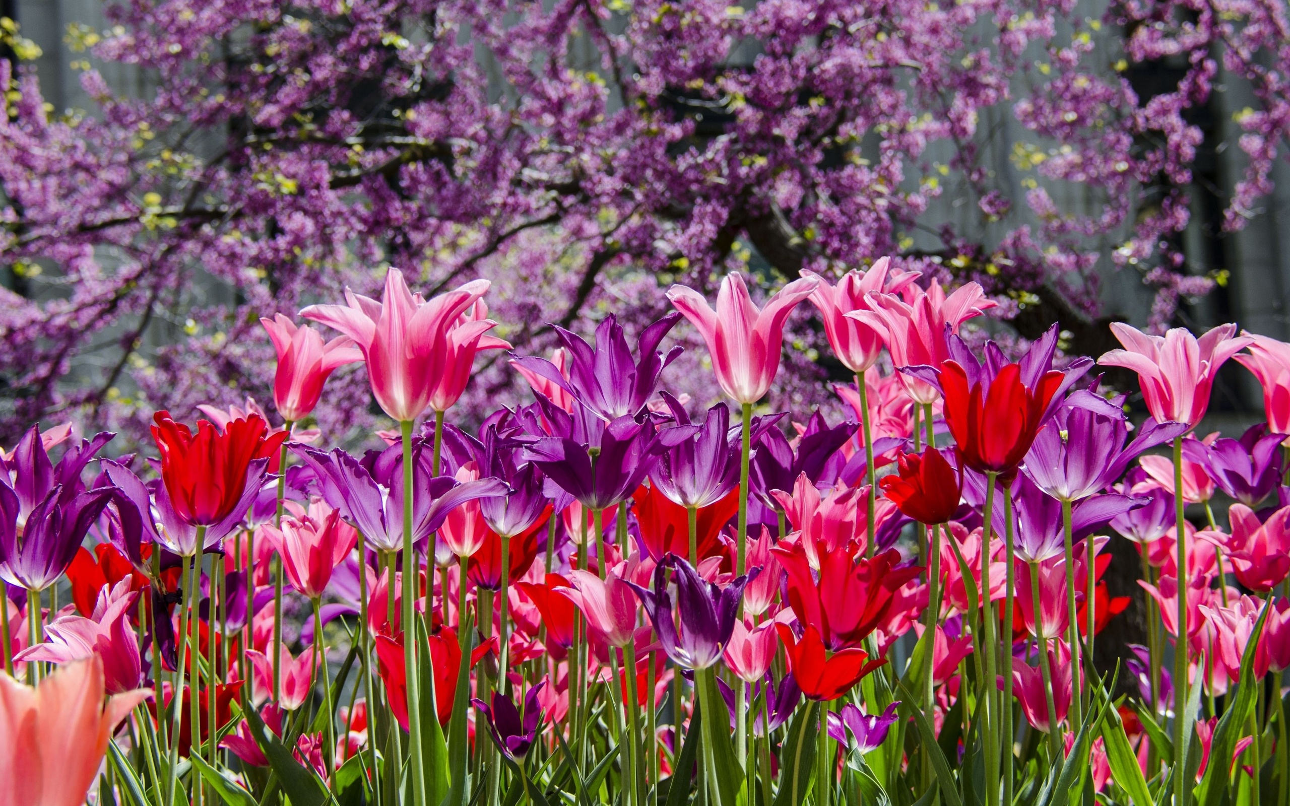 304380 descargar imagen tierra/naturaleza, tulipán, flores: fondos de pantalla y protectores de pantalla gratis