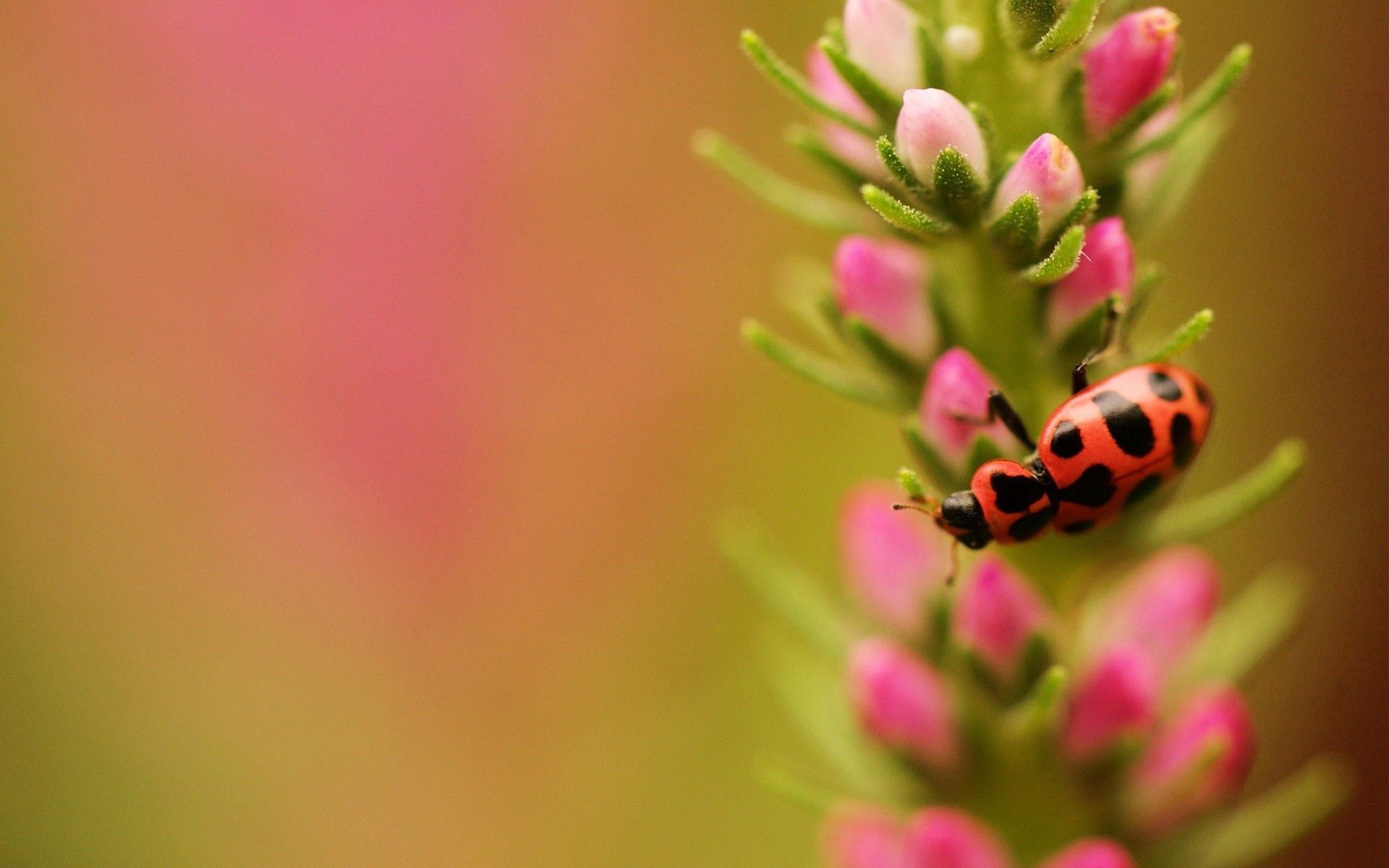 Descarga gratuita de fondo de pantalla para móvil de Planta, Macro, Rama, Insecto.