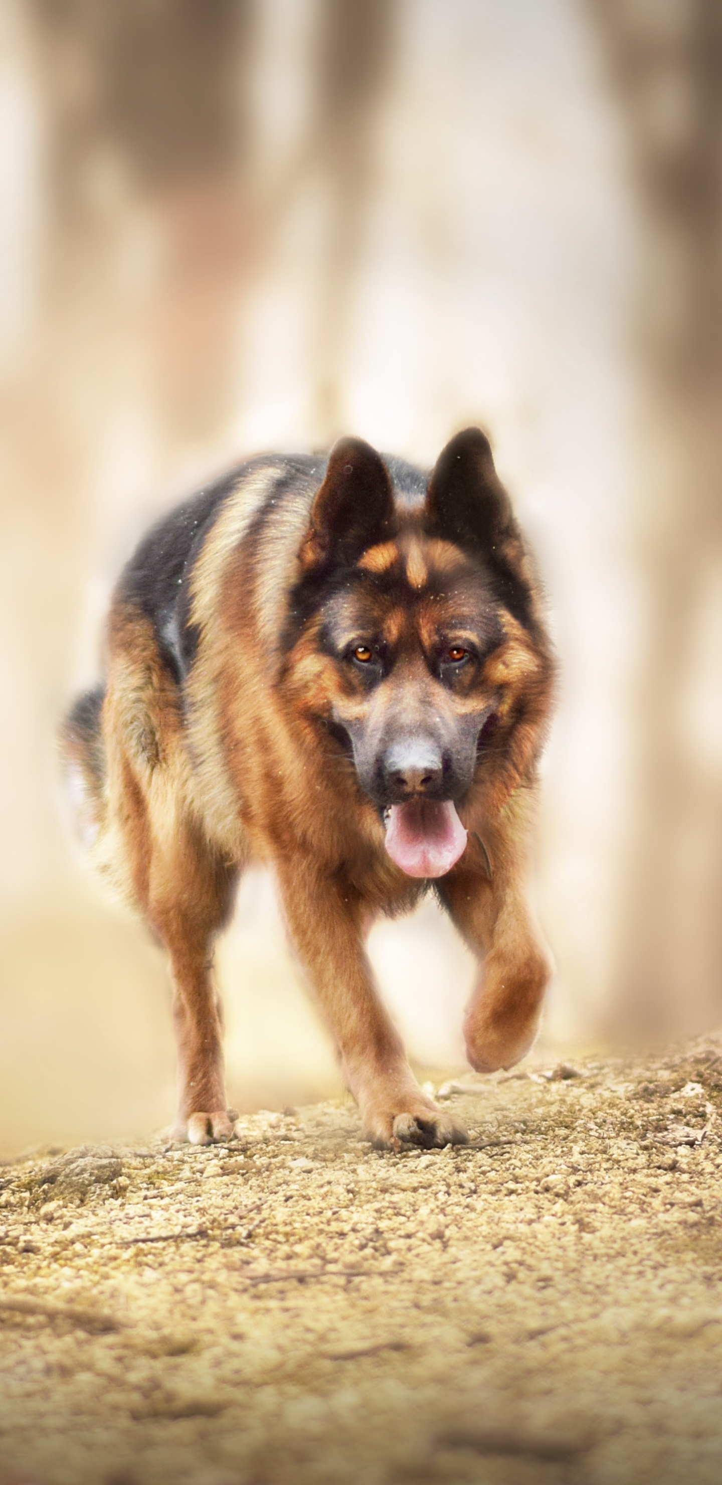 Laden Sie das Tiere, Hunde, Hund, Schäferhund, Tiefenschärfe-Bild kostenlos auf Ihren PC-Desktop herunter