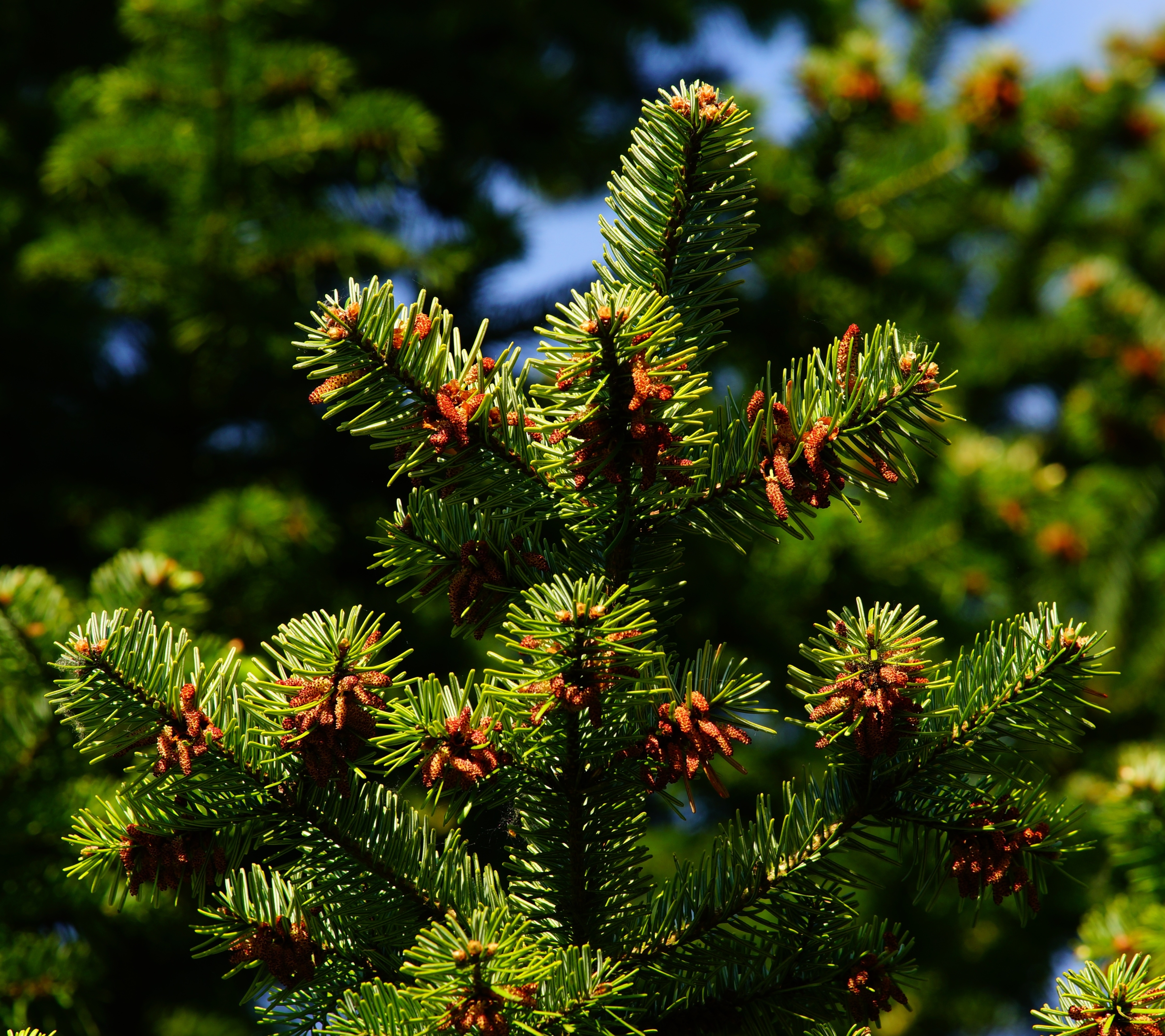 Download mobile wallpaper Trees, Pine, Tree, Earth for free.