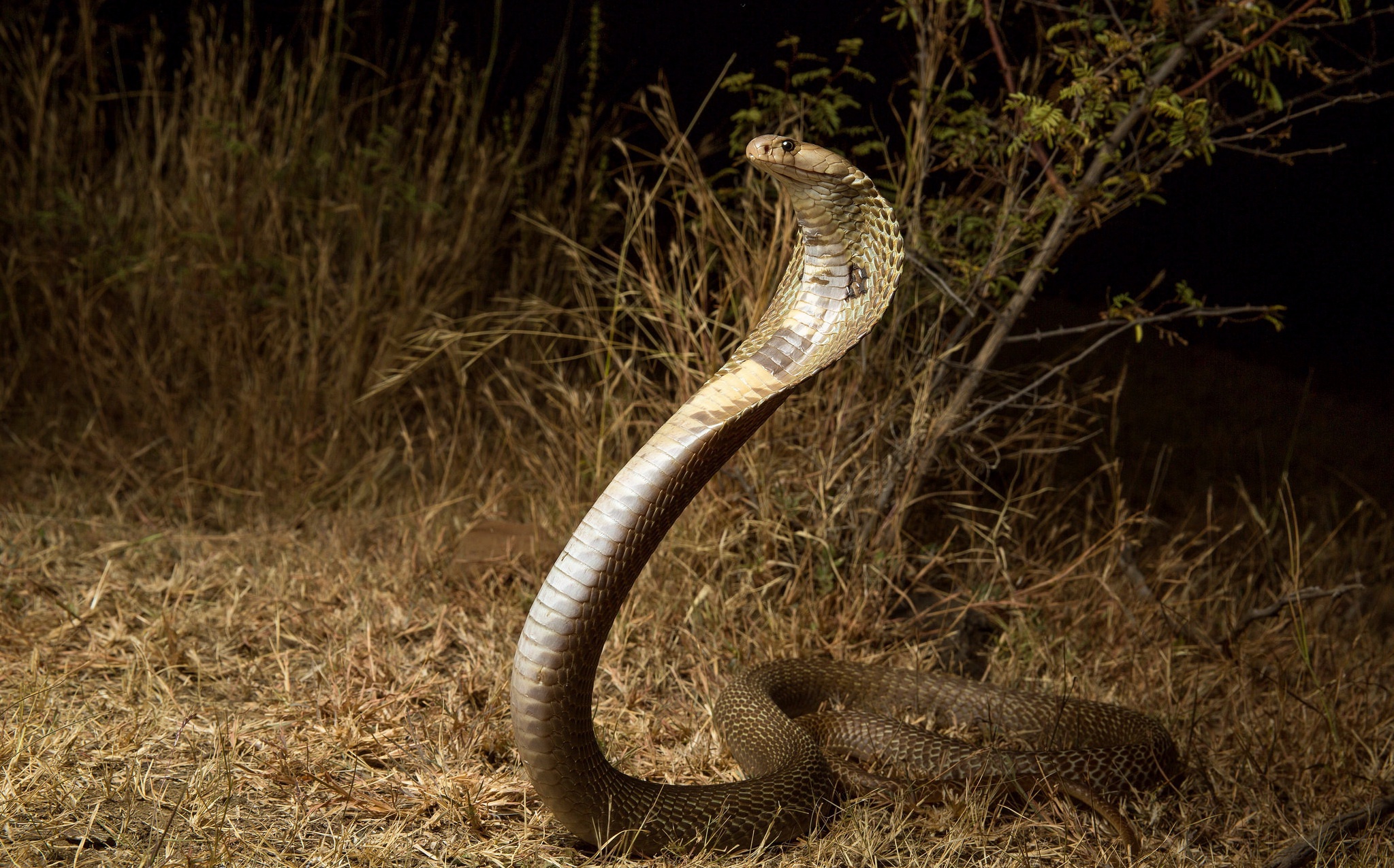 Free download wallpaper Cobra, Animal, Snake, Reptiles on your PC desktop