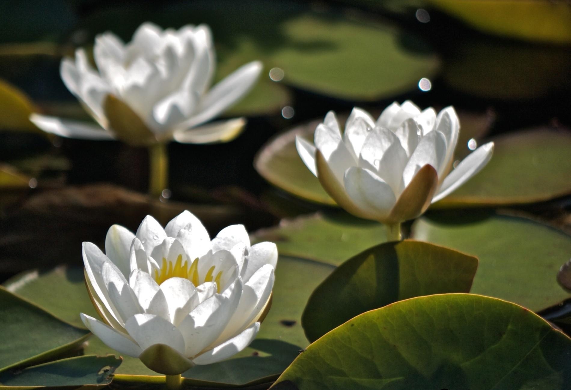 Free download wallpaper Flowers, Water, Leaves, Three, Water Lilies, Close Up on your PC desktop