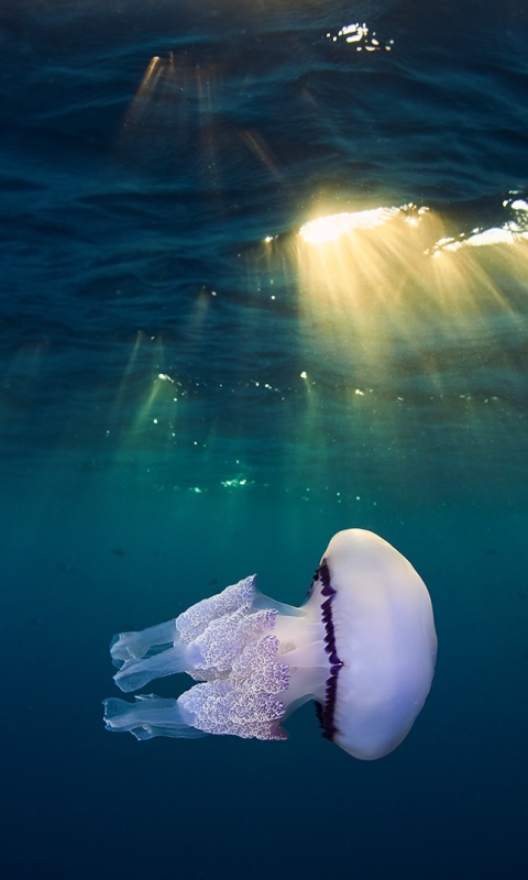 Download mobile wallpaper Jellyfish, Fishes, Animal, Underwater, Sunbeam, Sea Life, Sunbean for free.