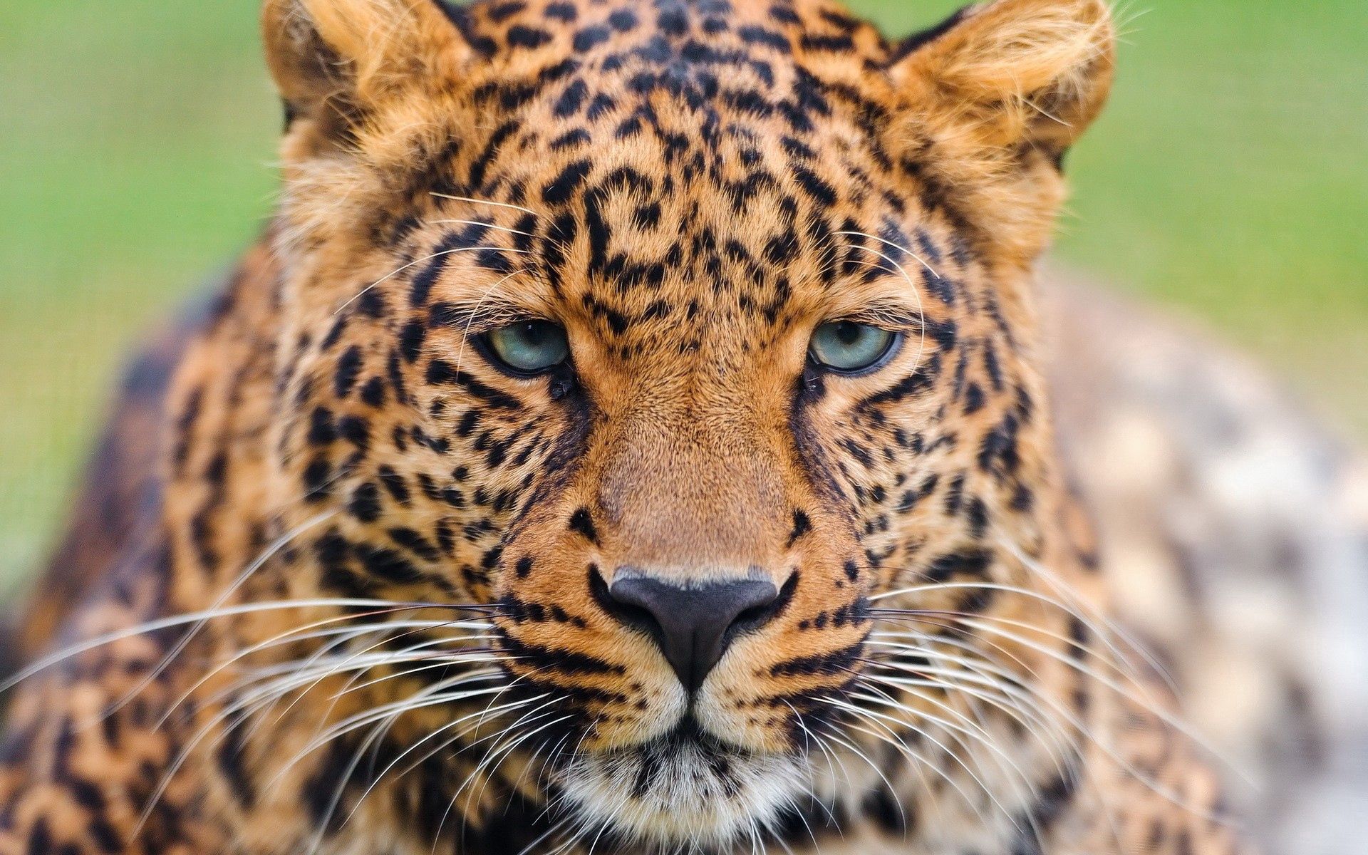 big cat, animals, muzzle, leopard, sight, opinion Smartphone Background