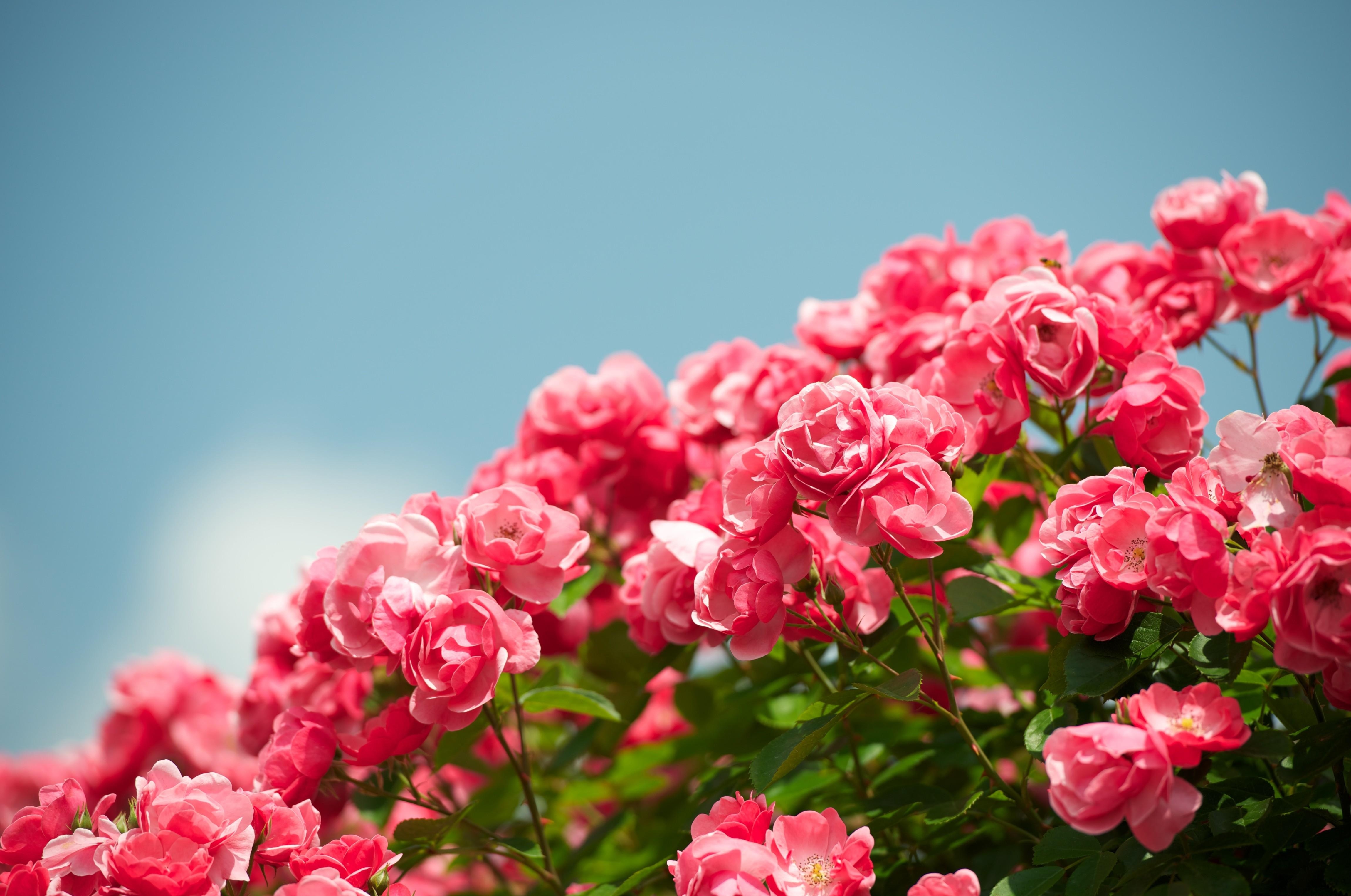 sky, flowers, roses, bush, handsomely, it's beautiful, sharpness 4K, Ultra HD