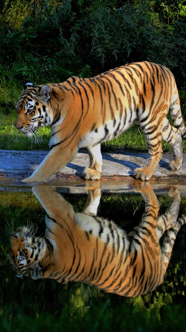 Скачати мобільні шпалери Тигр, Тварина, Коти, Рефлексія безкоштовно.