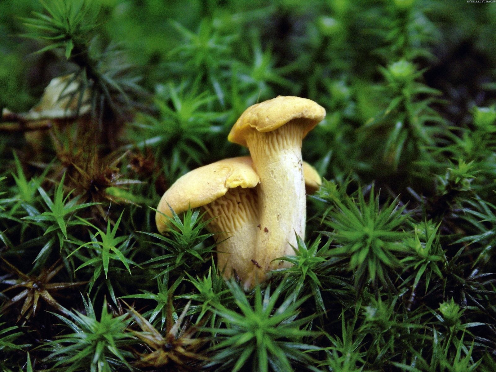 Download mobile wallpaper Chanterelles, Foxes, Edible, Grass, Nature for free.