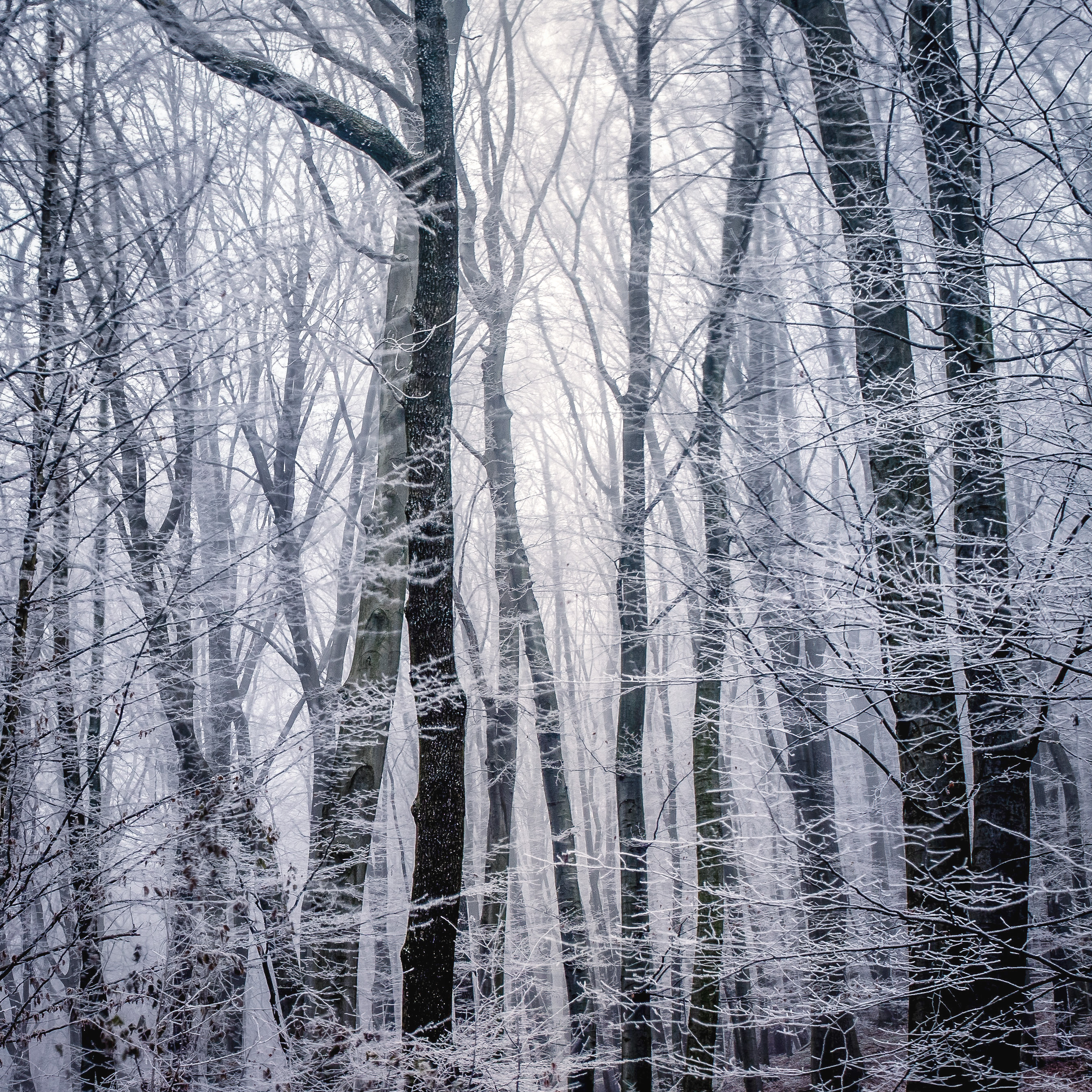 105415 скачать обои иней, зима, природа, деревья, лес, чб - заставки и картинки бесплатно