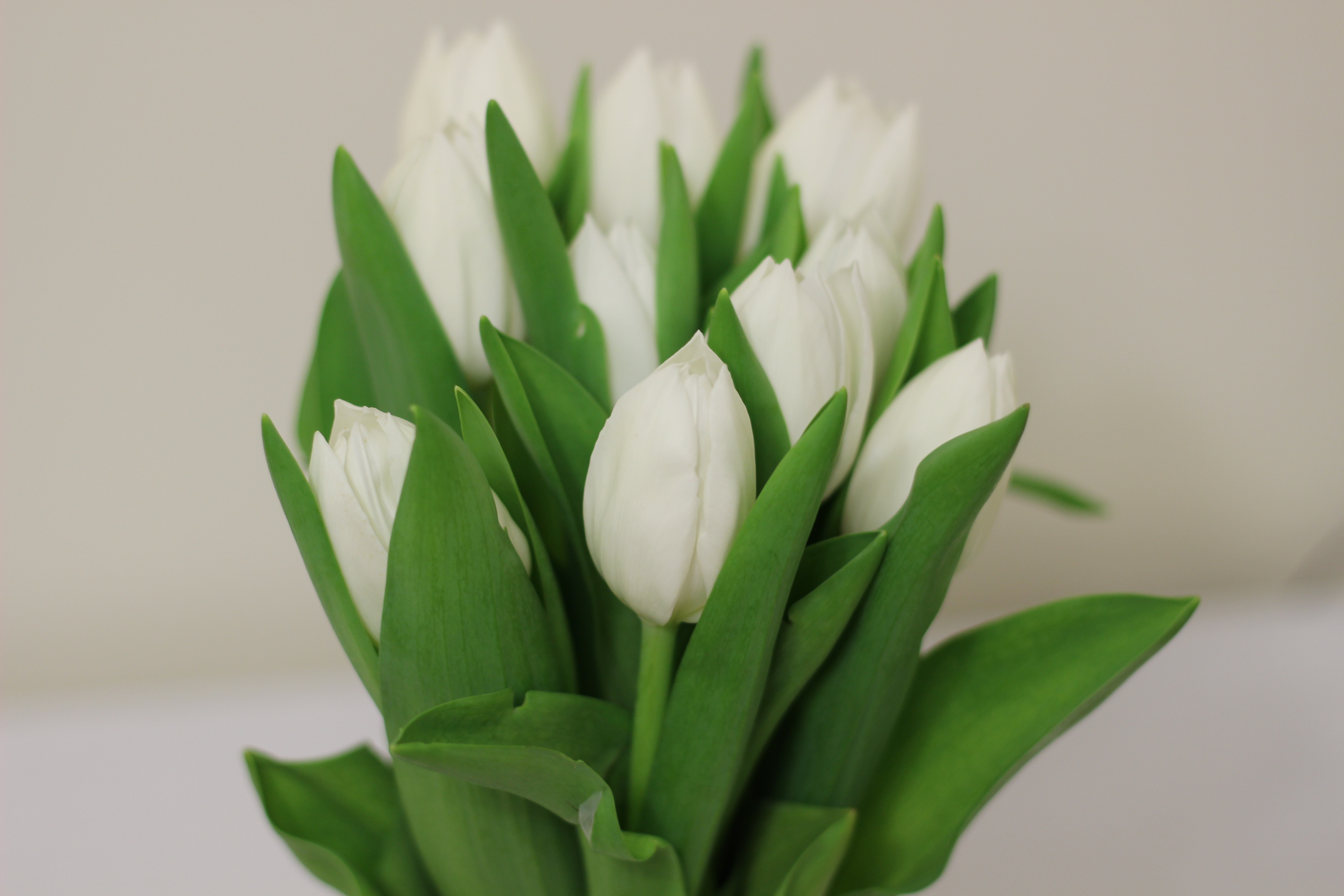 Download mobile wallpaper Bouquet, Flowers, Tulips for free.