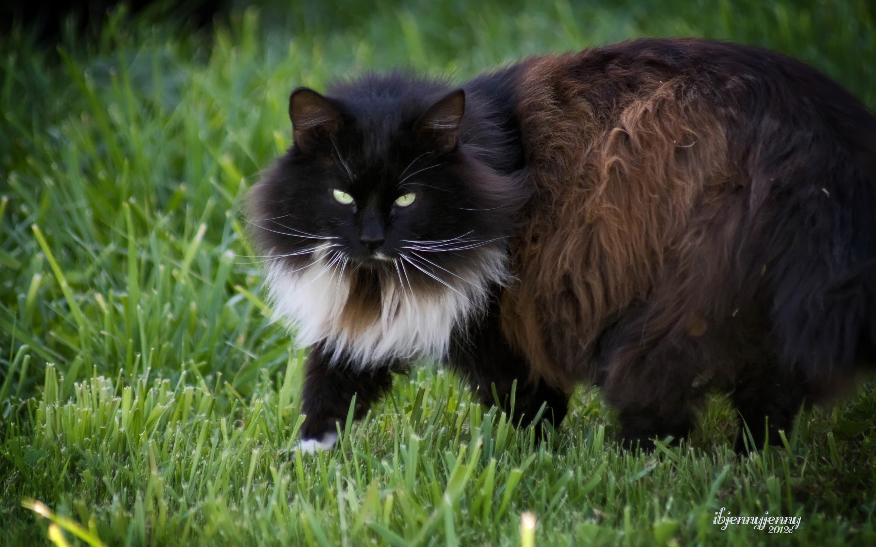 Descarga gratuita de fondo de pantalla para móvil de Gato, Gatos, Animales.