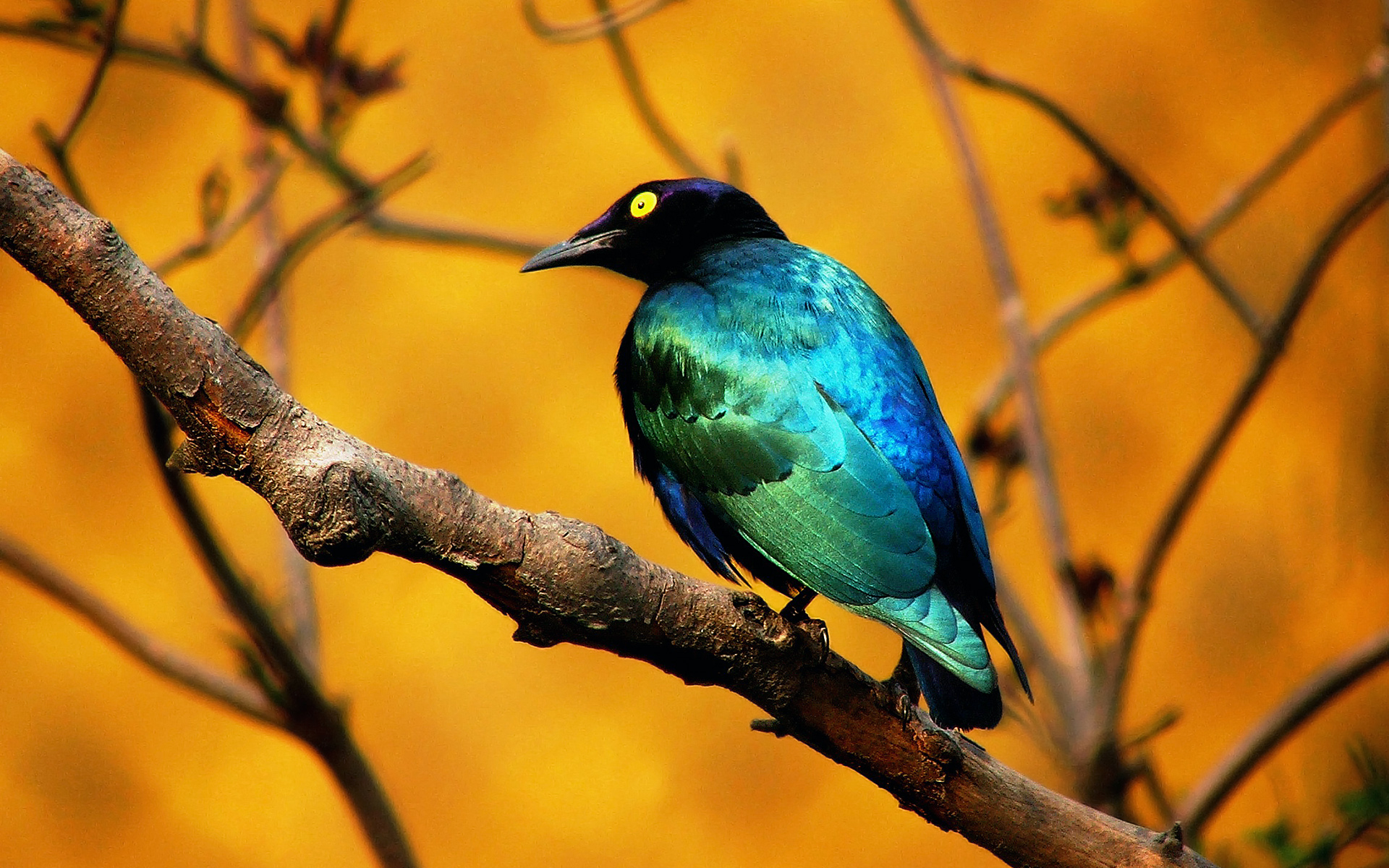 522280 baixar imagens aves, animais, estorninho, pássaro, azul, estorninho de orelha azul grande - papéis de parede e protetores de tela gratuitamente