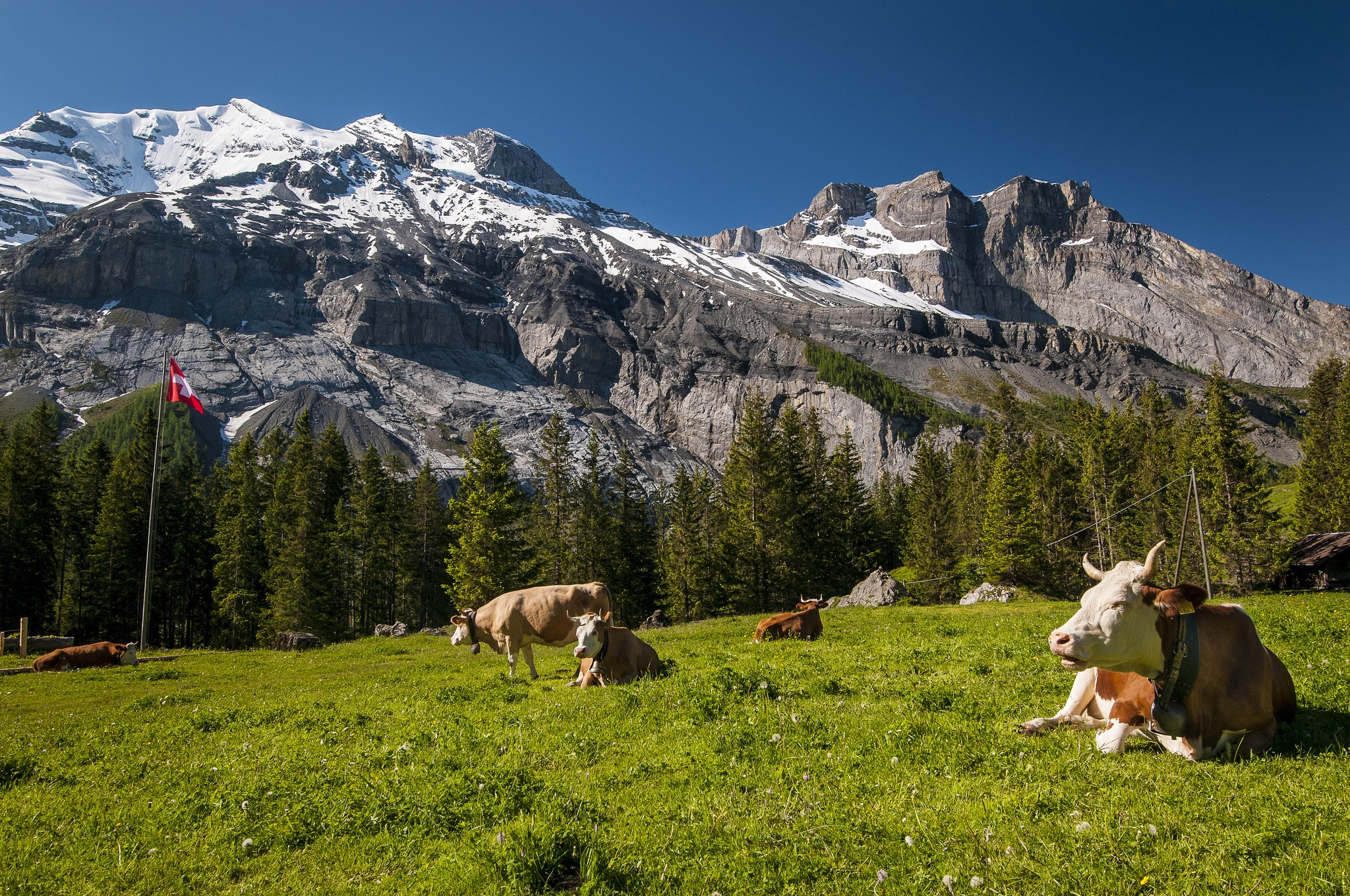 117069 Hintergrundbild herunterladen kühe, tiere, grass, mountains, oberteile, scheitelpunkt, schweiz, wiese - Bildschirmschoner und Bilder kostenlos
