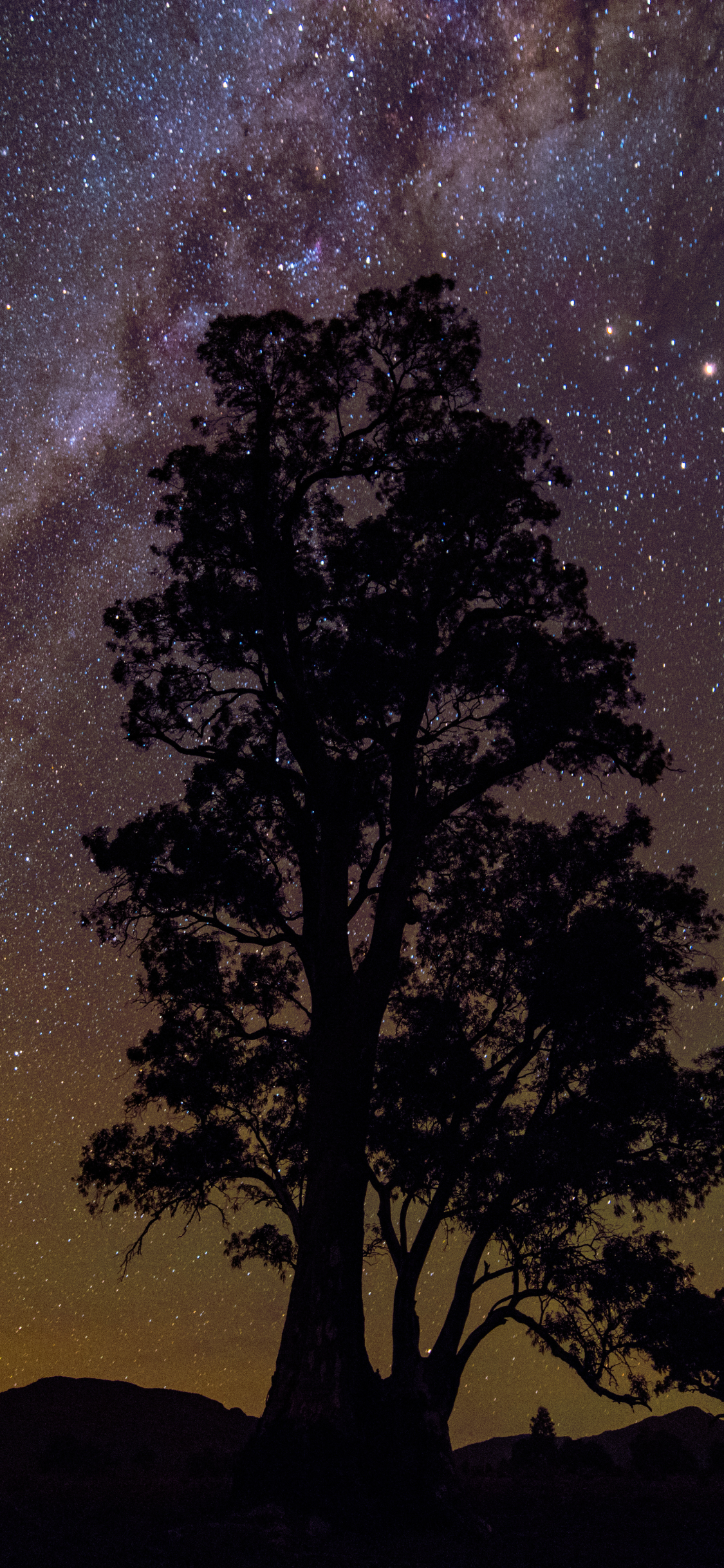 Download mobile wallpaper Trees, Stars, Night, Silhouette, Tree, Earth, Milky Way for free.