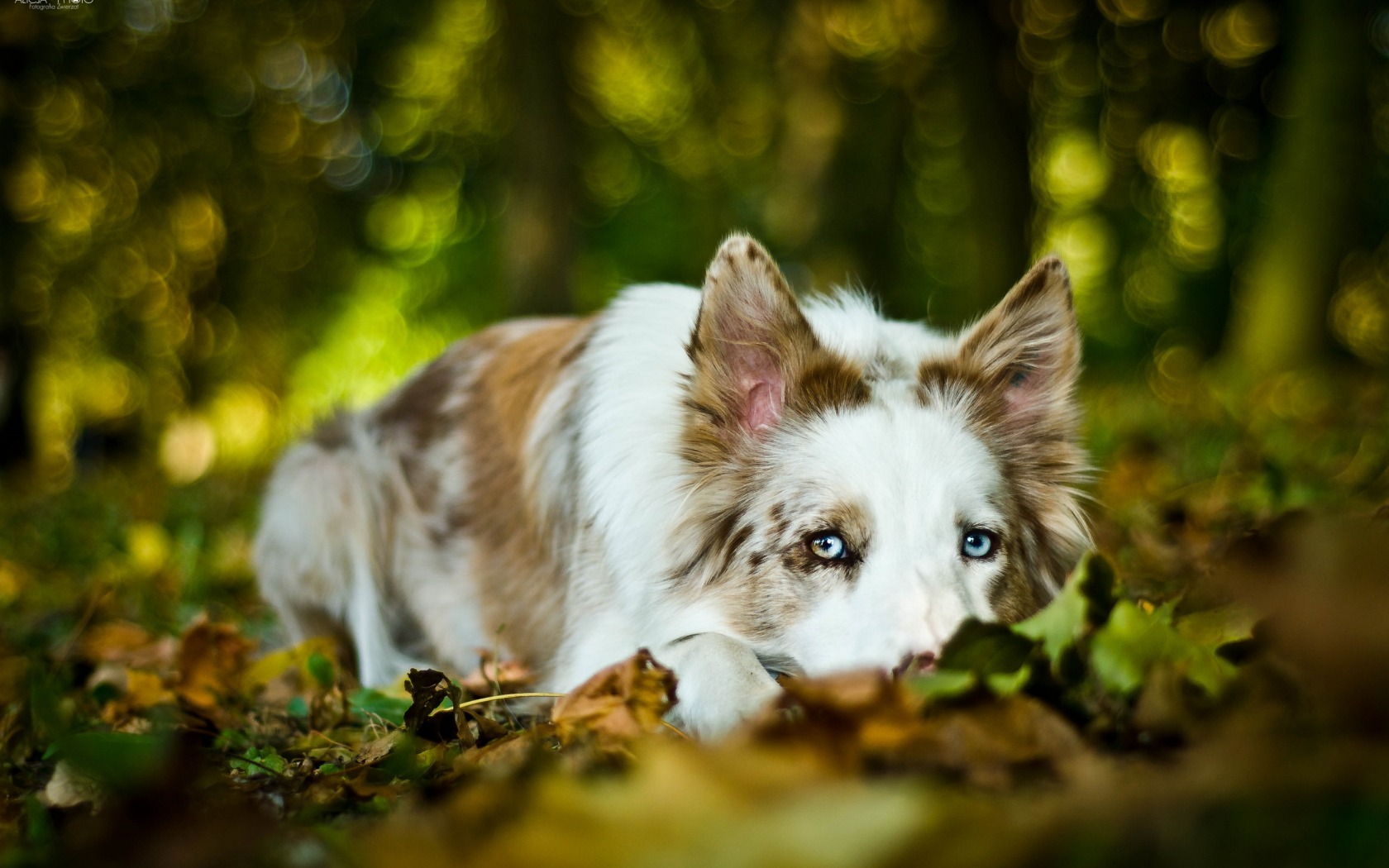 Handy-Wallpaper Bokeh, Hunde, Hund, Tiere kostenlos herunterladen.