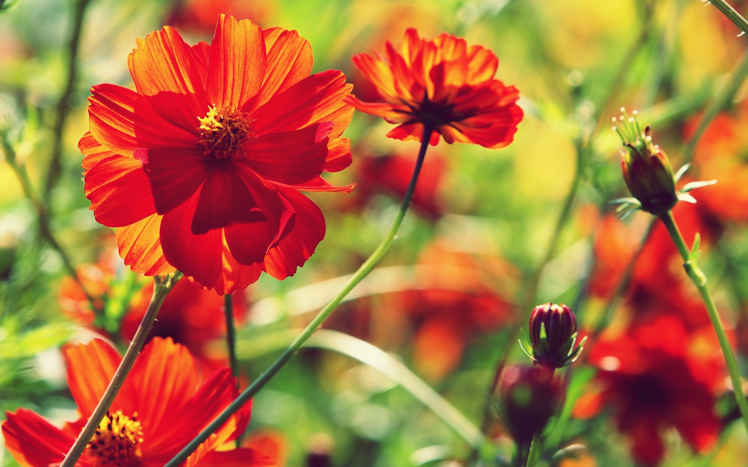 Téléchargez gratuitement l'image Fleurs, Fleur, Terre/nature sur le bureau de votre PC