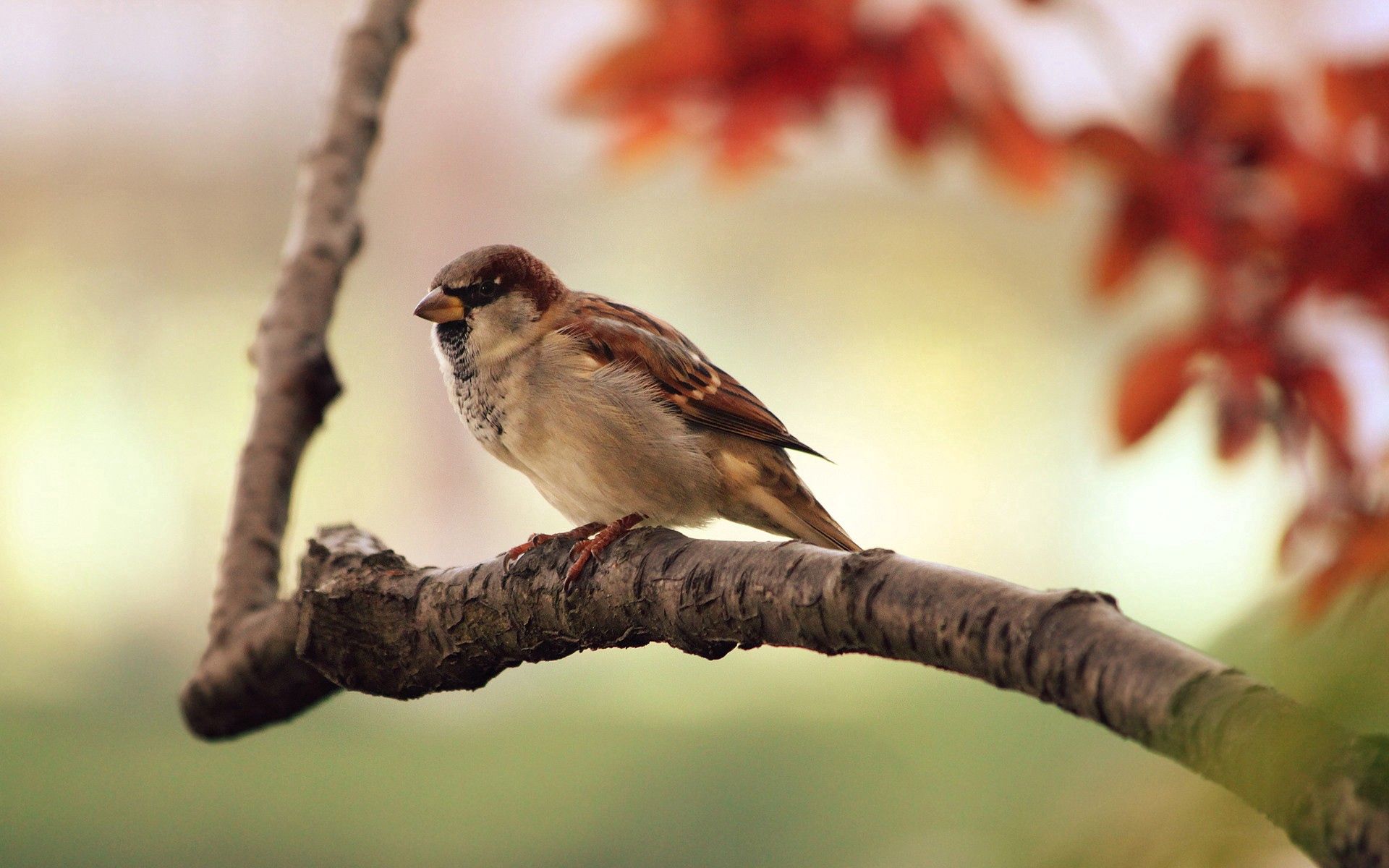 Free download wallpaper Sparrow, Nature, Bird, Branch on your PC desktop