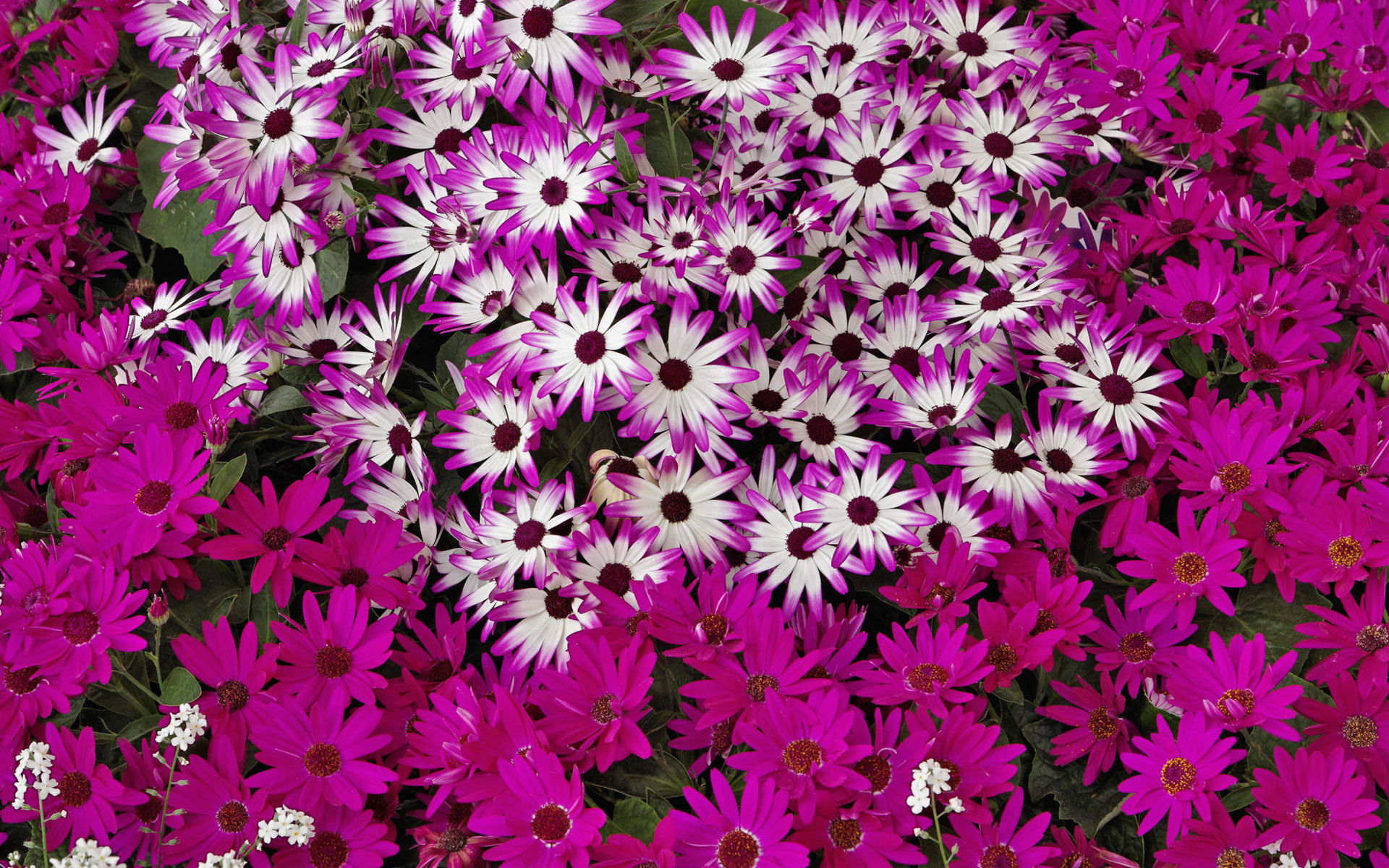 Download mobile wallpaper Purple Flower, Flowers, Nature, Flower, Earth for free.