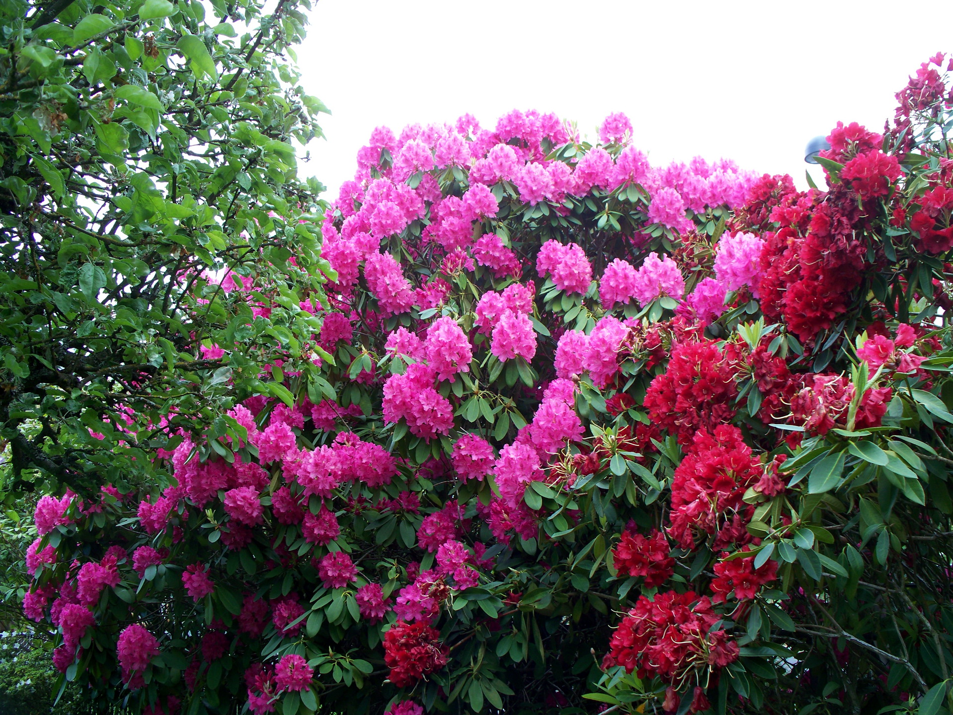 Baixe gratuitamente a imagem Flores, Flor, Terra/natureza na área de trabalho do seu PC