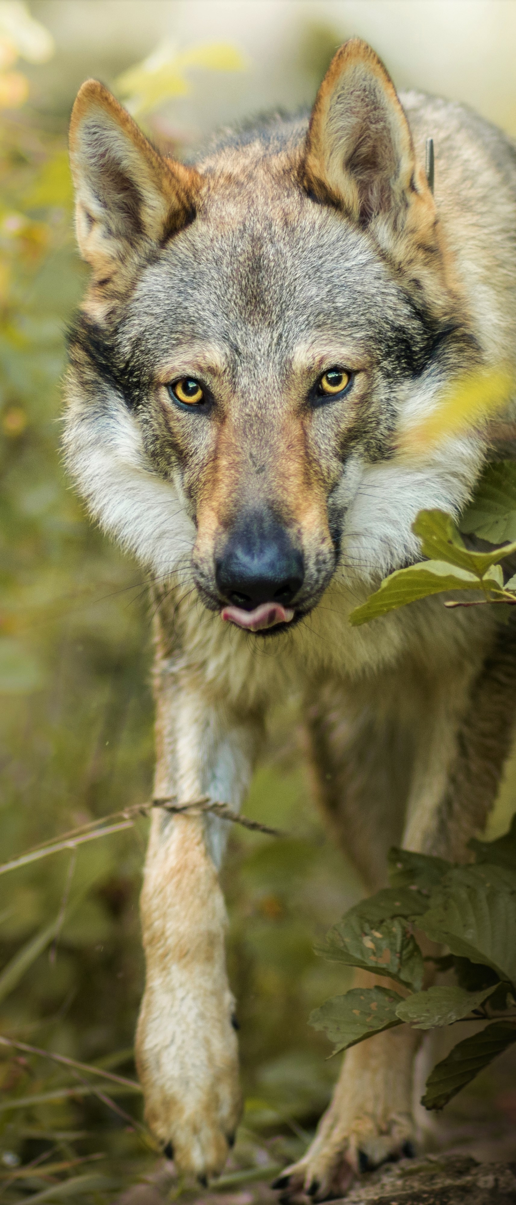 Laden Sie das Tiere, Grauer Wolf, Wolves-Bild kostenlos auf Ihren PC-Desktop herunter