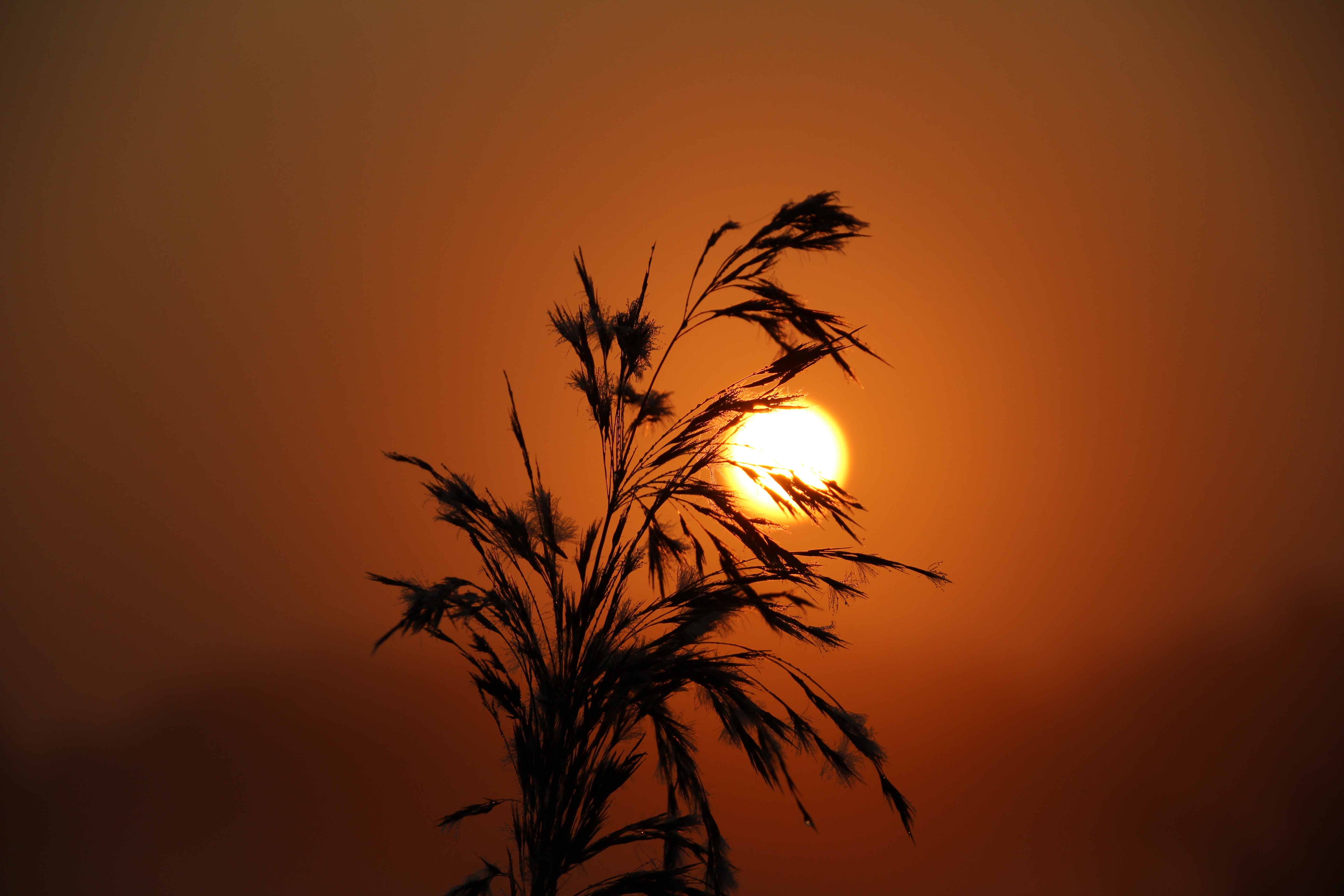 Download mobile wallpaper Grass, Nature, Sunset, Sun, Silhouette for free.