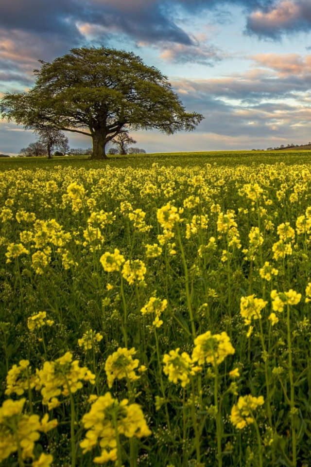 Handy-Wallpaper Natur, Blume, Baum, Erde, Feld, Gelbe Blume, Himmel, Erde/natur kostenlos herunterladen.