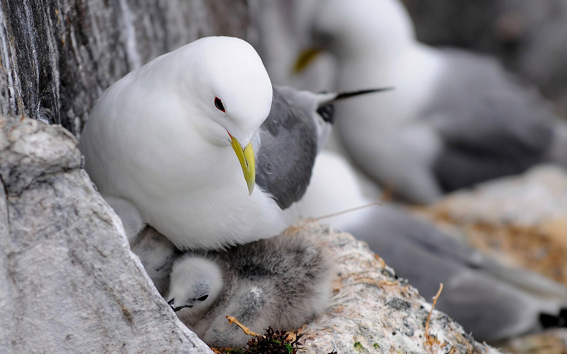 PCデスクトップに動物, 鳥画像を無料でダウンロード