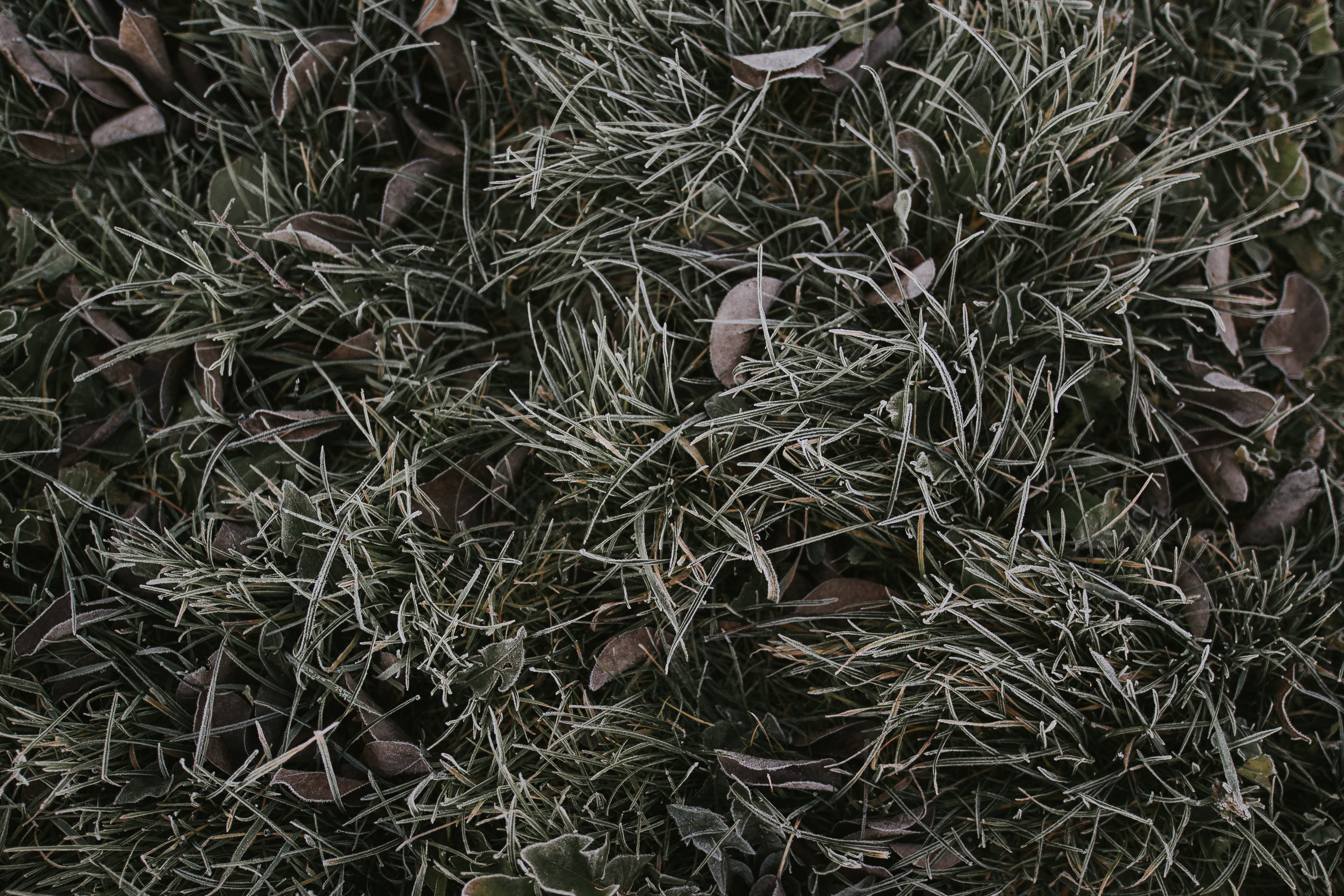 Desktop FHD nature, grass, frost, hoarfrost, foliage