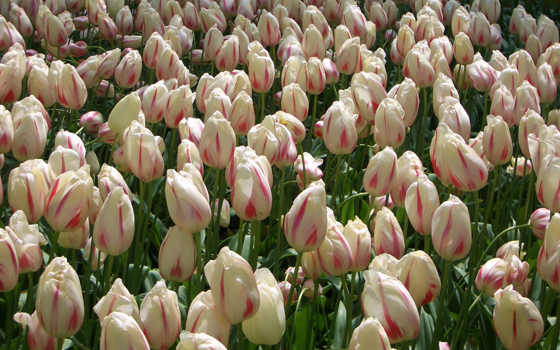 82293 baixar papel de parede tulipas, flores, buds, botões, muitos, muito, variegado, mosqueado - protetores de tela e imagens gratuitamente