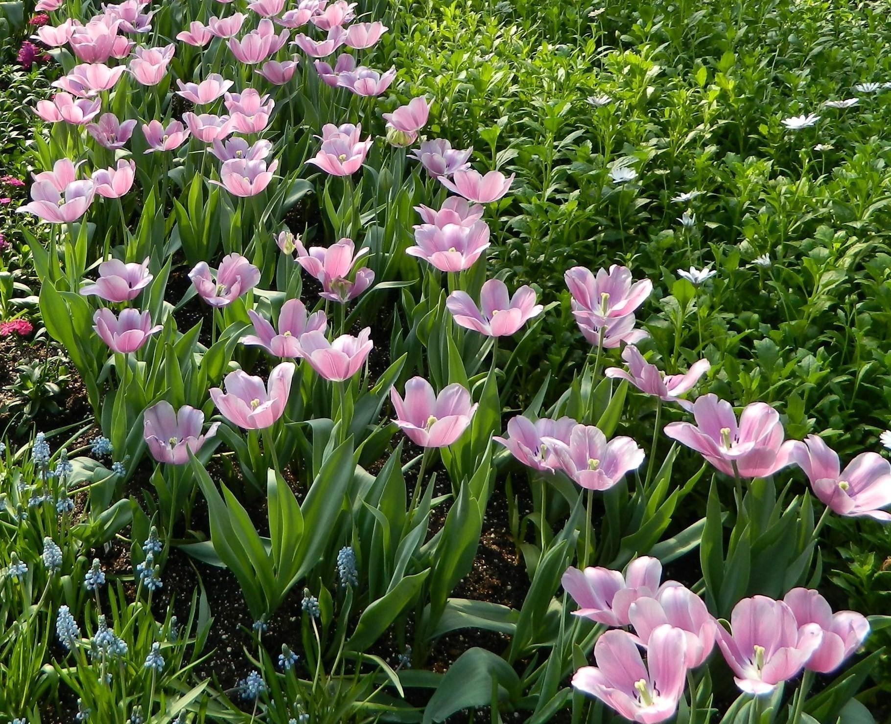 tulips, greens, muscari, flowerbed, flower bed, flowers, spring, muskari Full HD