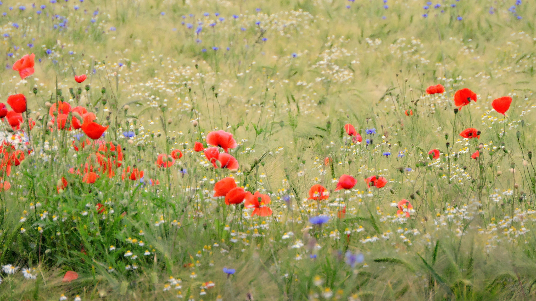 Free download wallpaper Nature, Summer, Wheat, Flower, Earth, Field, Meadow, Poppy, Red Flower on your PC desktop