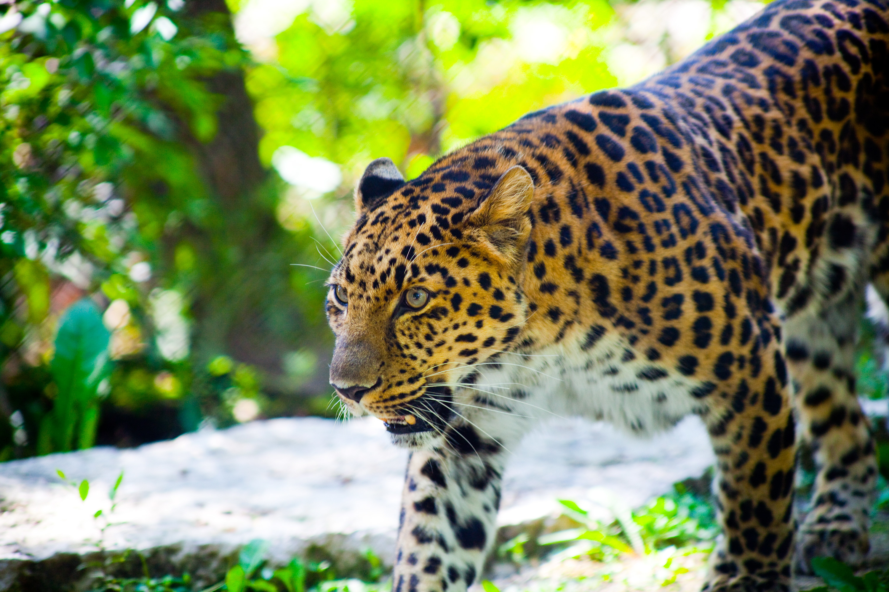 Baixar papel de parede para celular de Leopardo, Gatos, Animais gratuito.