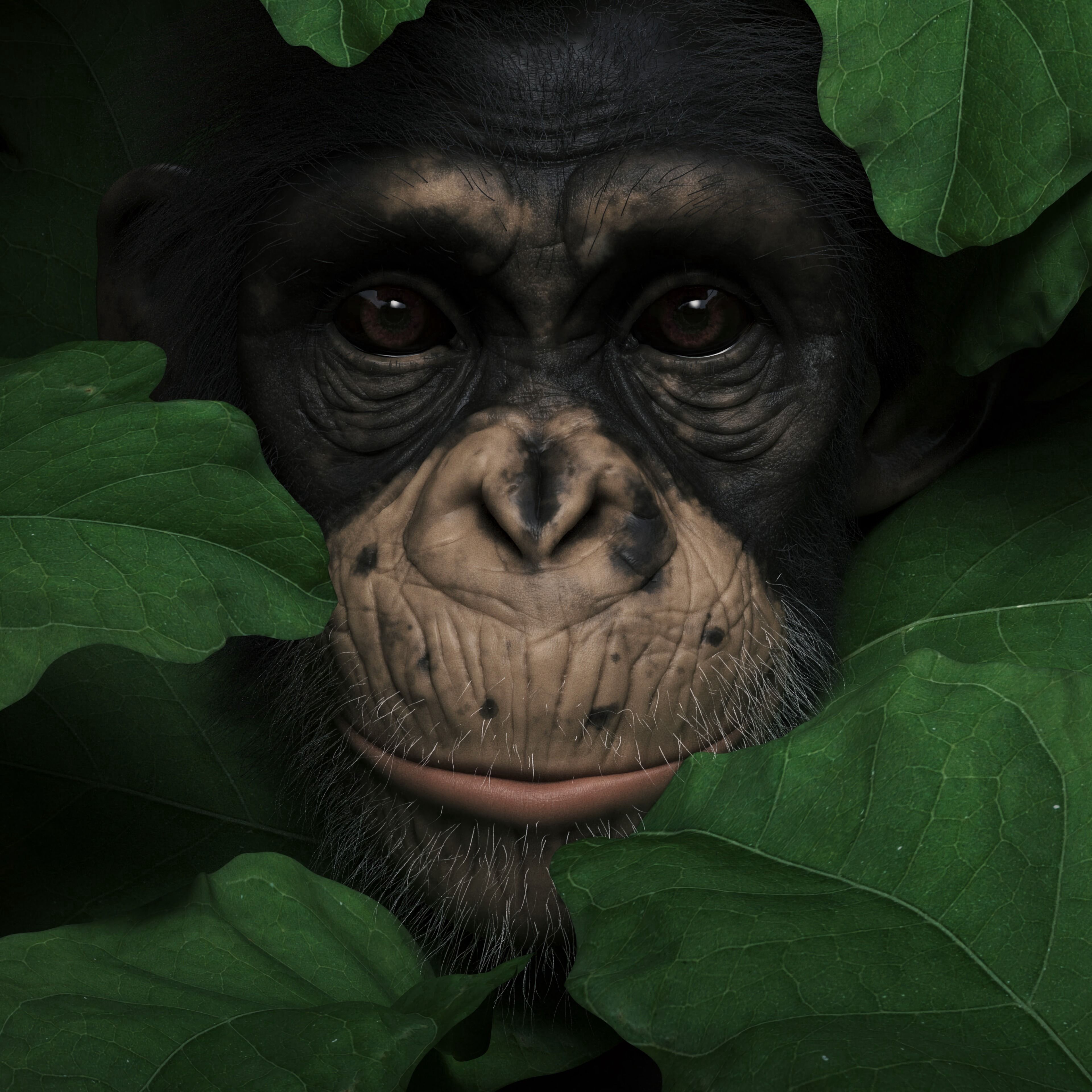 Baixe gratuitamente a imagem Folhas, Focinho, Um Macaco, Macaco, Retrato, Animais, 3D na área de trabalho do seu PC