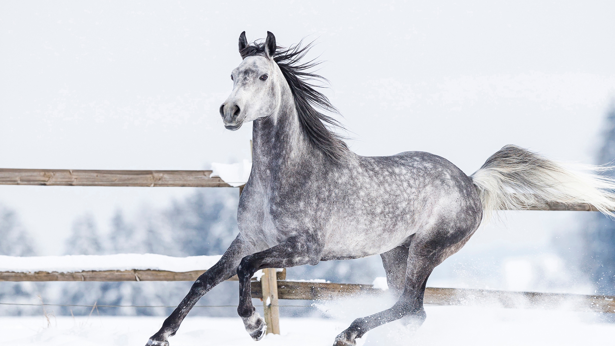 Descarga gratuita de fondo de pantalla para móvil de Animales, Caballo.