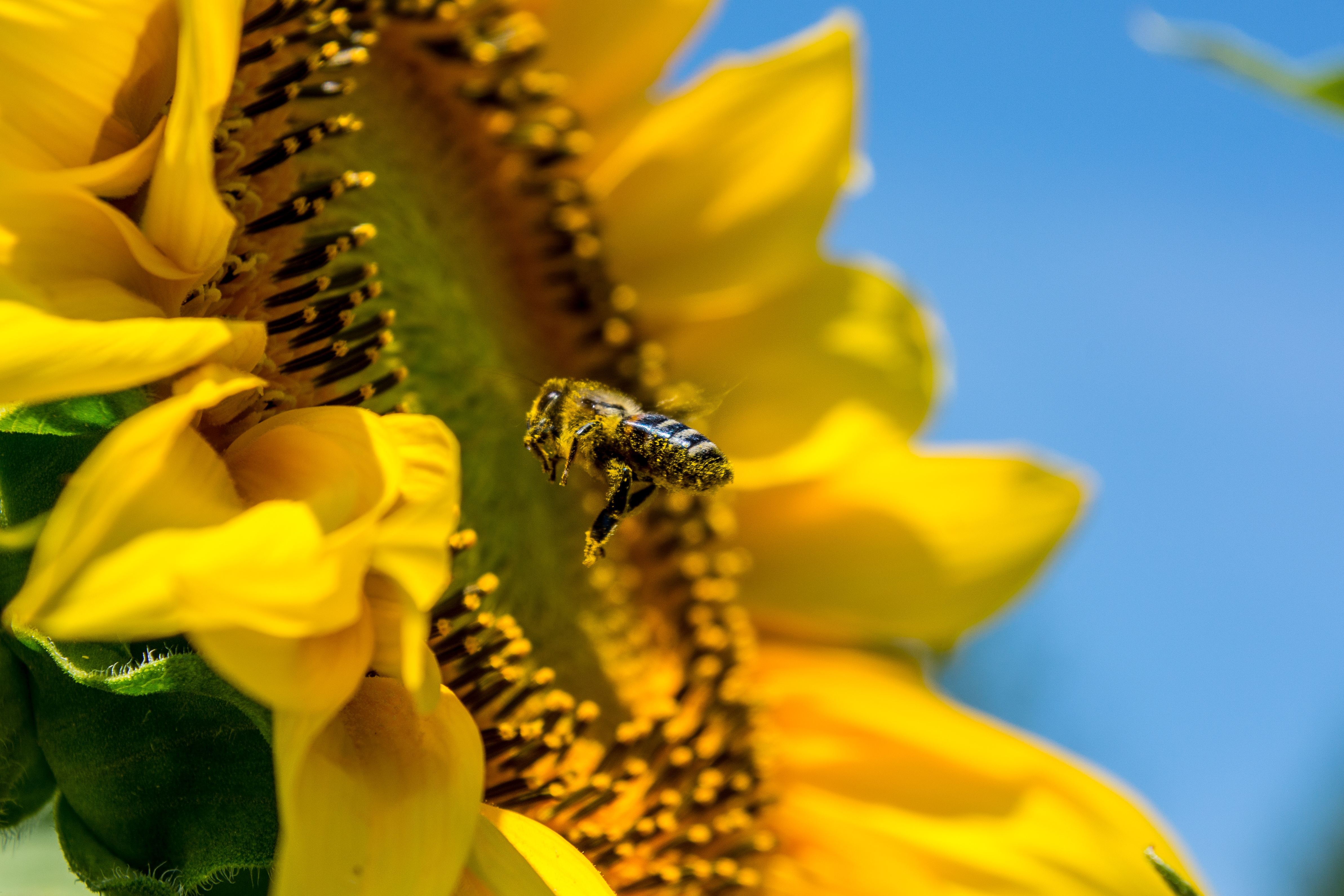 Free download wallpaper Insects, Flower, Macro, Insect, Bee, Animal, Sunflower, Yellow Flower on your PC desktop