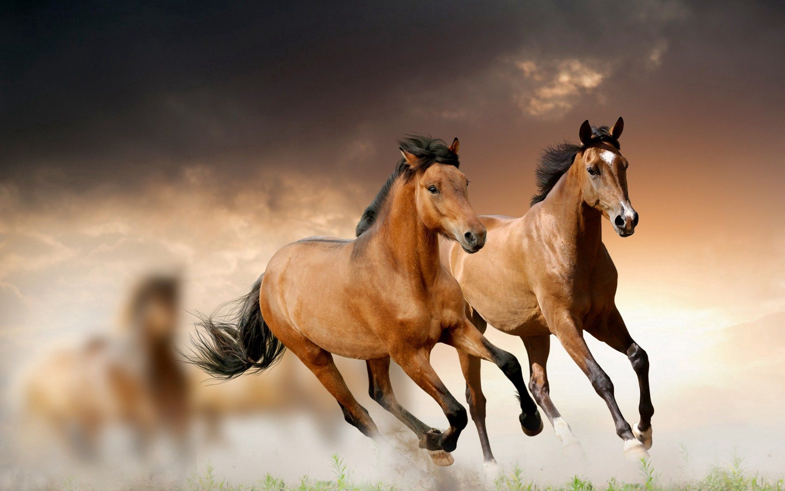 horses, running, animals, grass, clouds, run