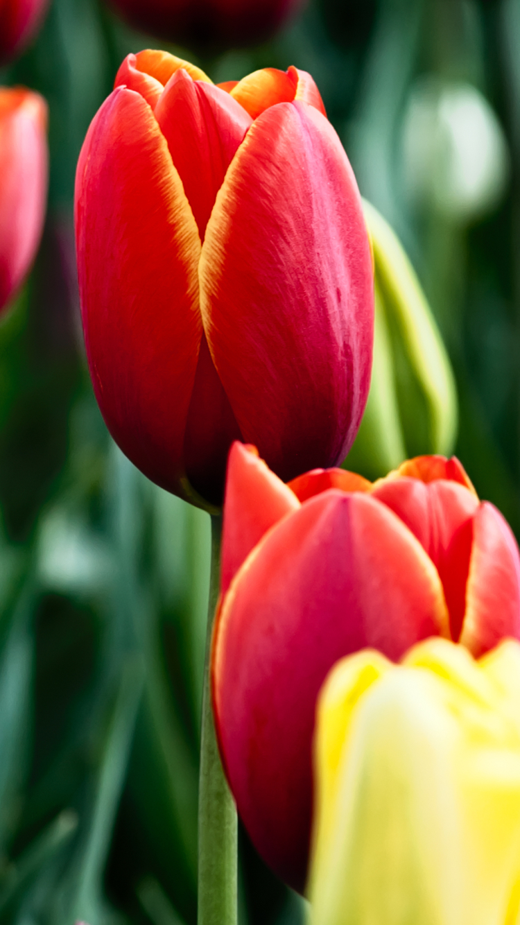 Download mobile wallpaper Nature, Flowers, Flower, Earth, Tulip for free.