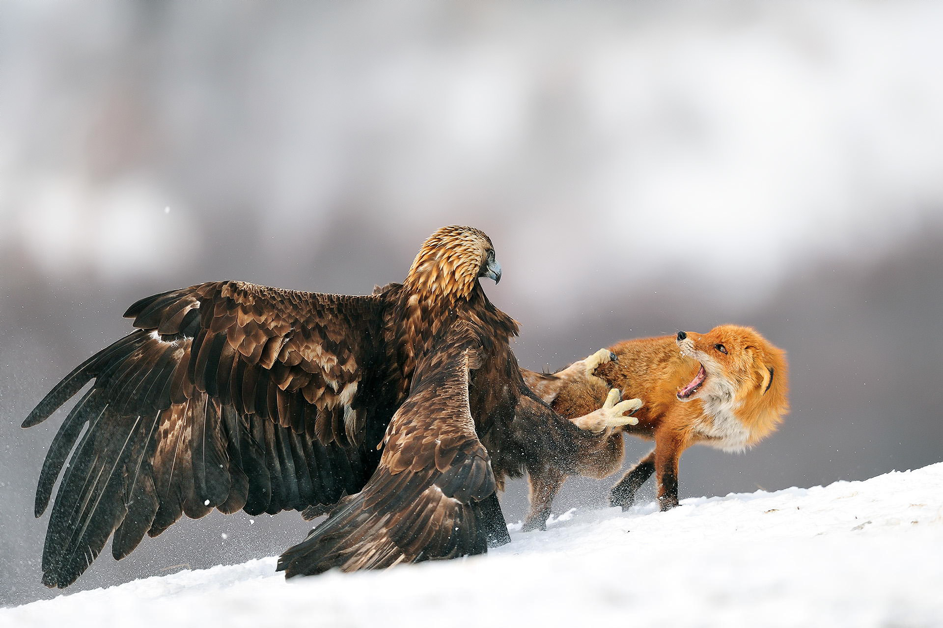 golden eagle, eagle, animal, death fight, fox, snow, winter, birds