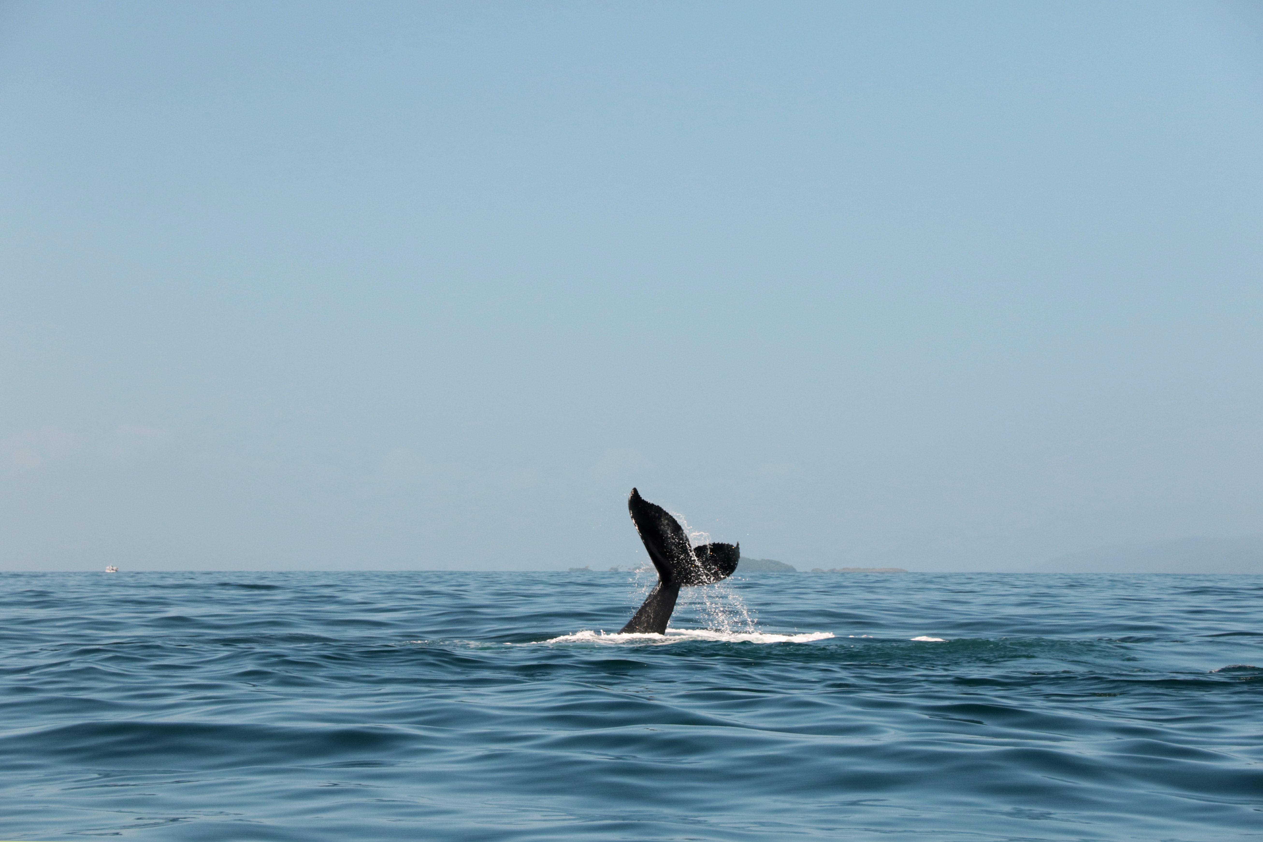 91721 baixar papel de parede baleia, animais, spray, borrifo, cauda - protetores de tela e imagens gratuitamente