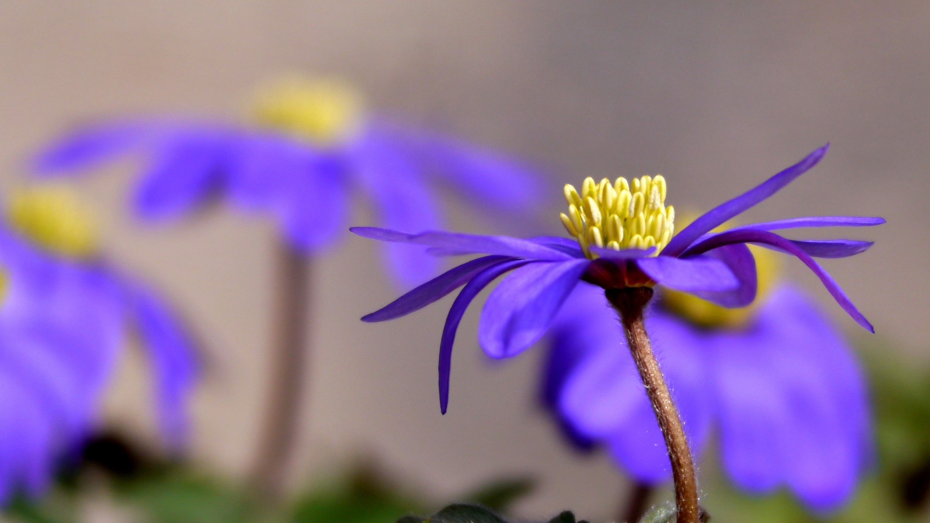 Descarga gratuita de fondo de pantalla para móvil de Flores, Flor, Tierra/naturaleza.