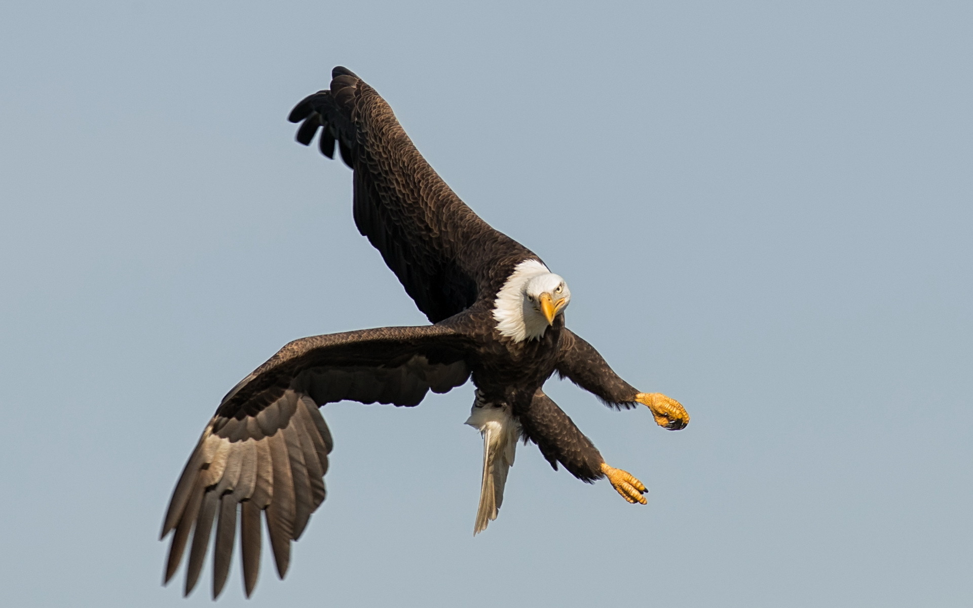 Descarga gratis la imagen Animales, Águila, Aves en el escritorio de tu PC