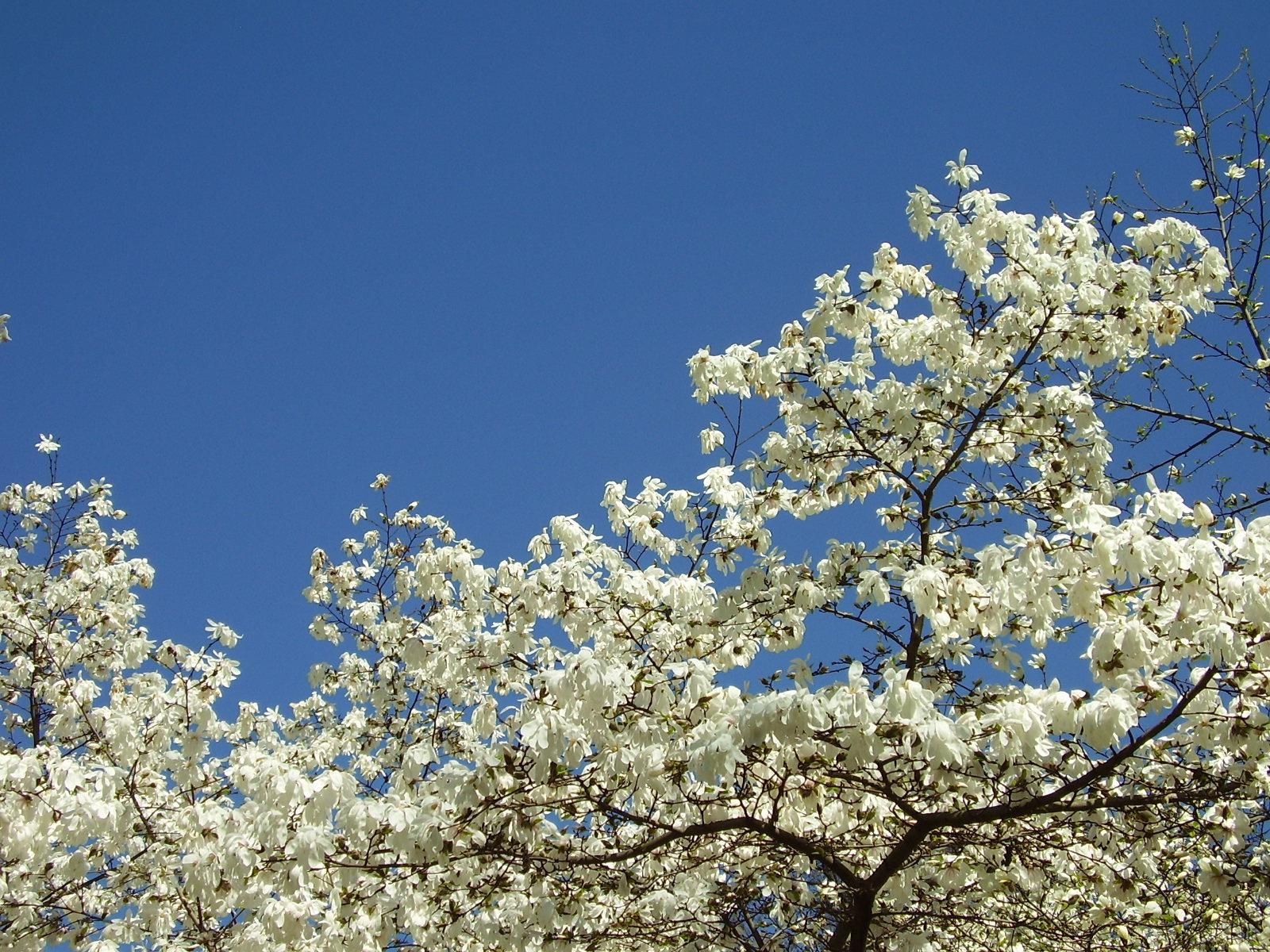 95912 завантажити картинку квіти, небо, дерево, цвітіння, весна, магнолія, білосніжна, хрусткий білий - шпалери і заставки безкоштовно