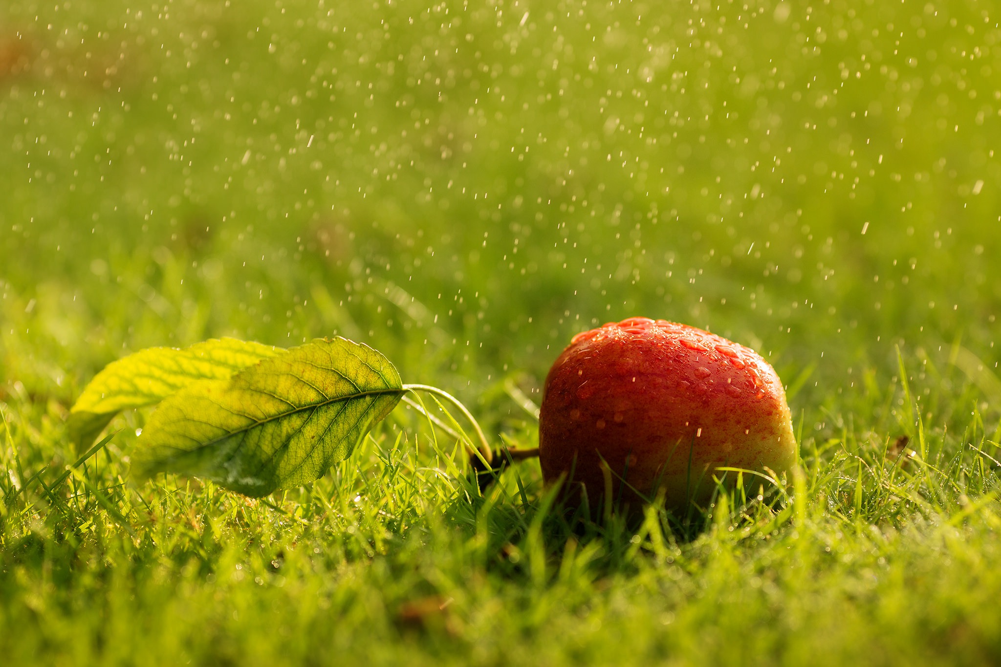 Free download wallpaper Fruits, Food, Grass, Apple, Rain, Depth Of Field on your PC desktop